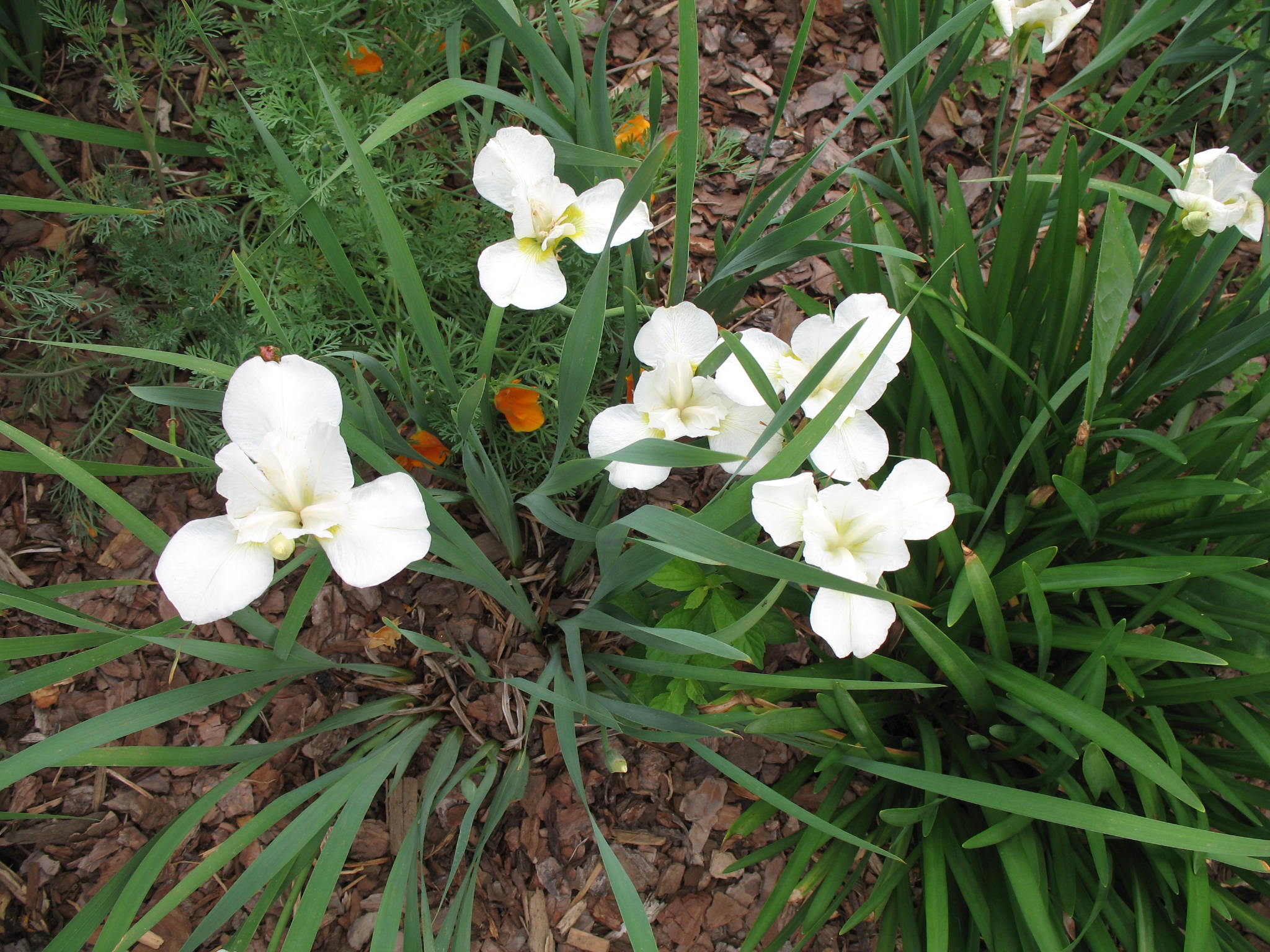 Iris sibirica 'White Swirl'   / White Swirl Japanese Iris