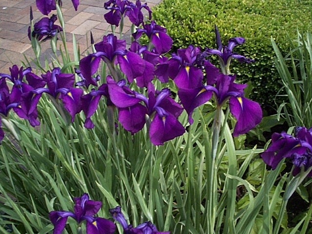Iris sibirica / Siberian Iris