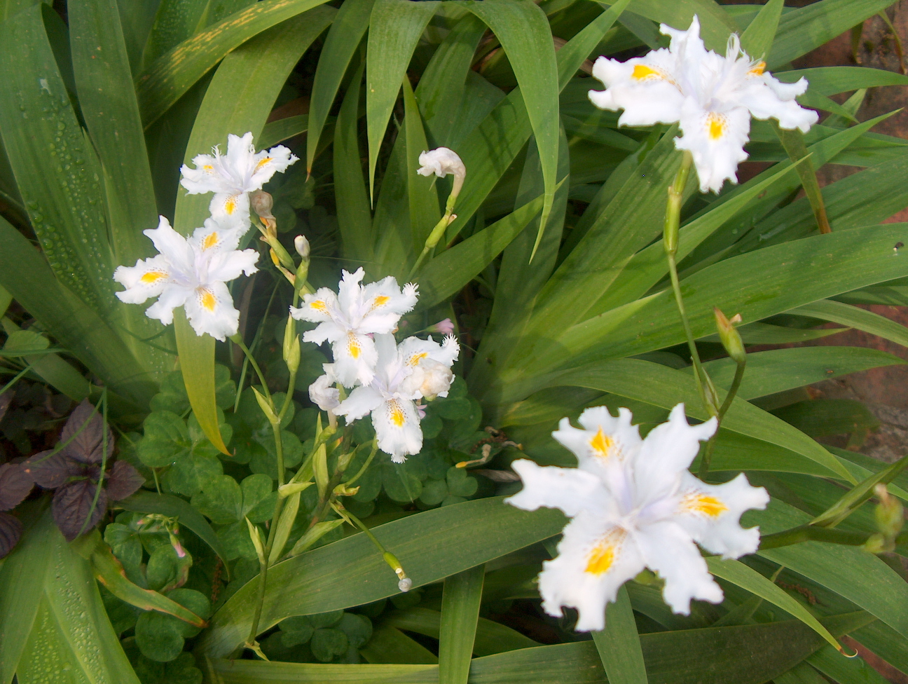Iris tectorum 'Alba'  / White Japanese Roof Iris