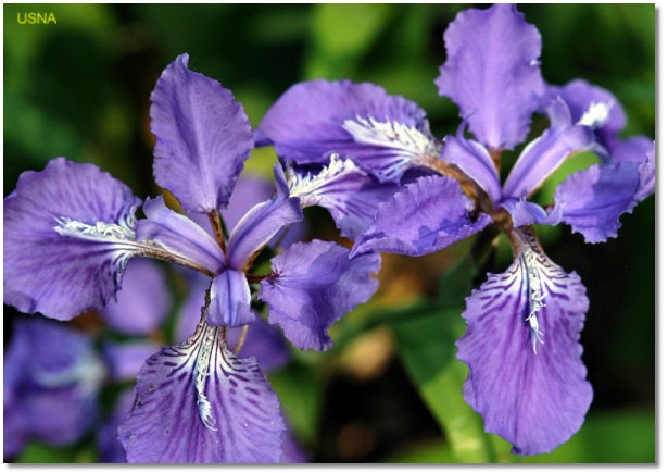 Iris tectorum   / Japanese Roof Iris