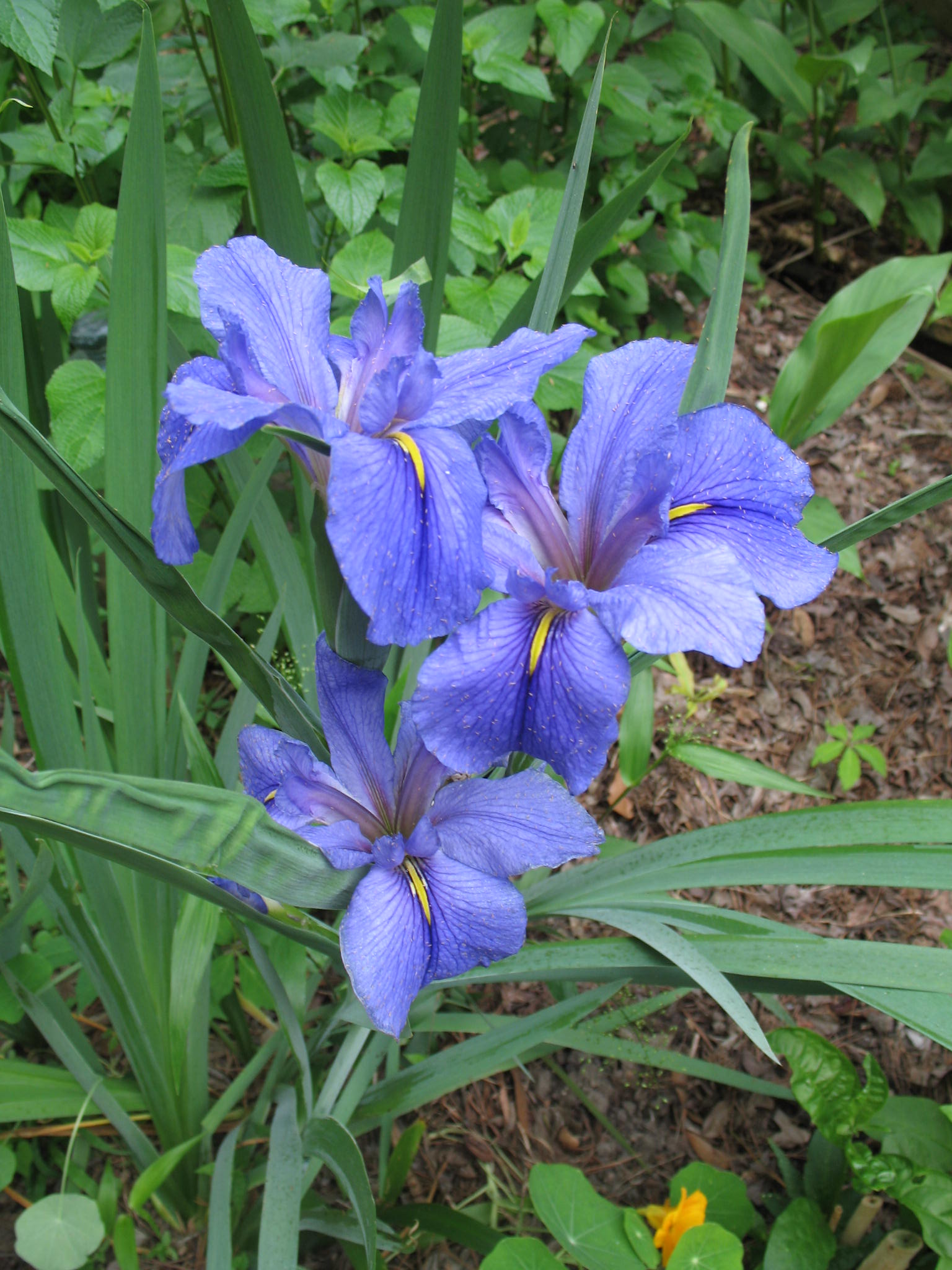 Iris virginica / Iris virginica
