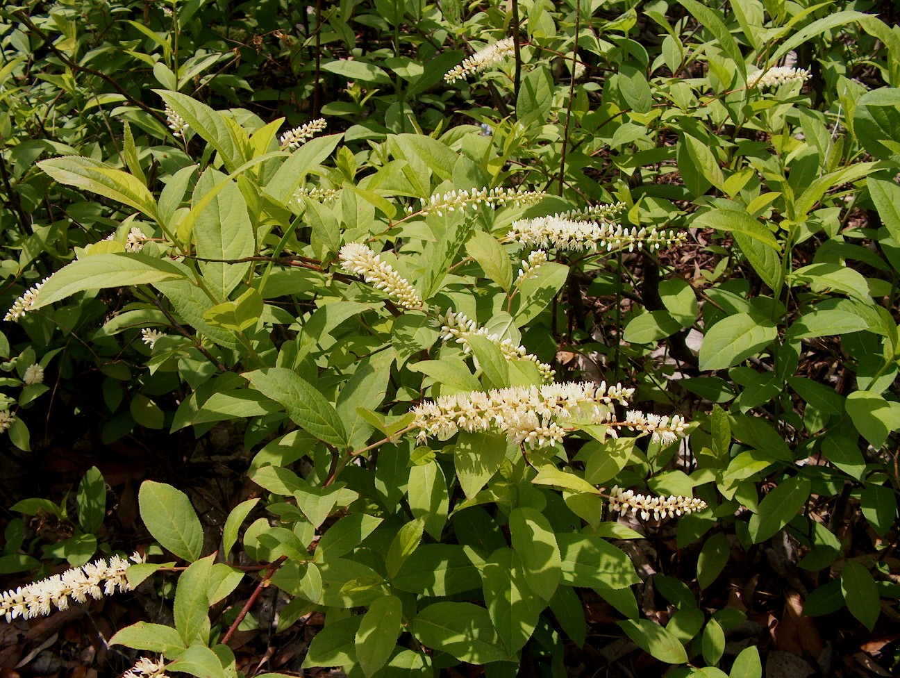 Itea virginica  / Virginia Willow