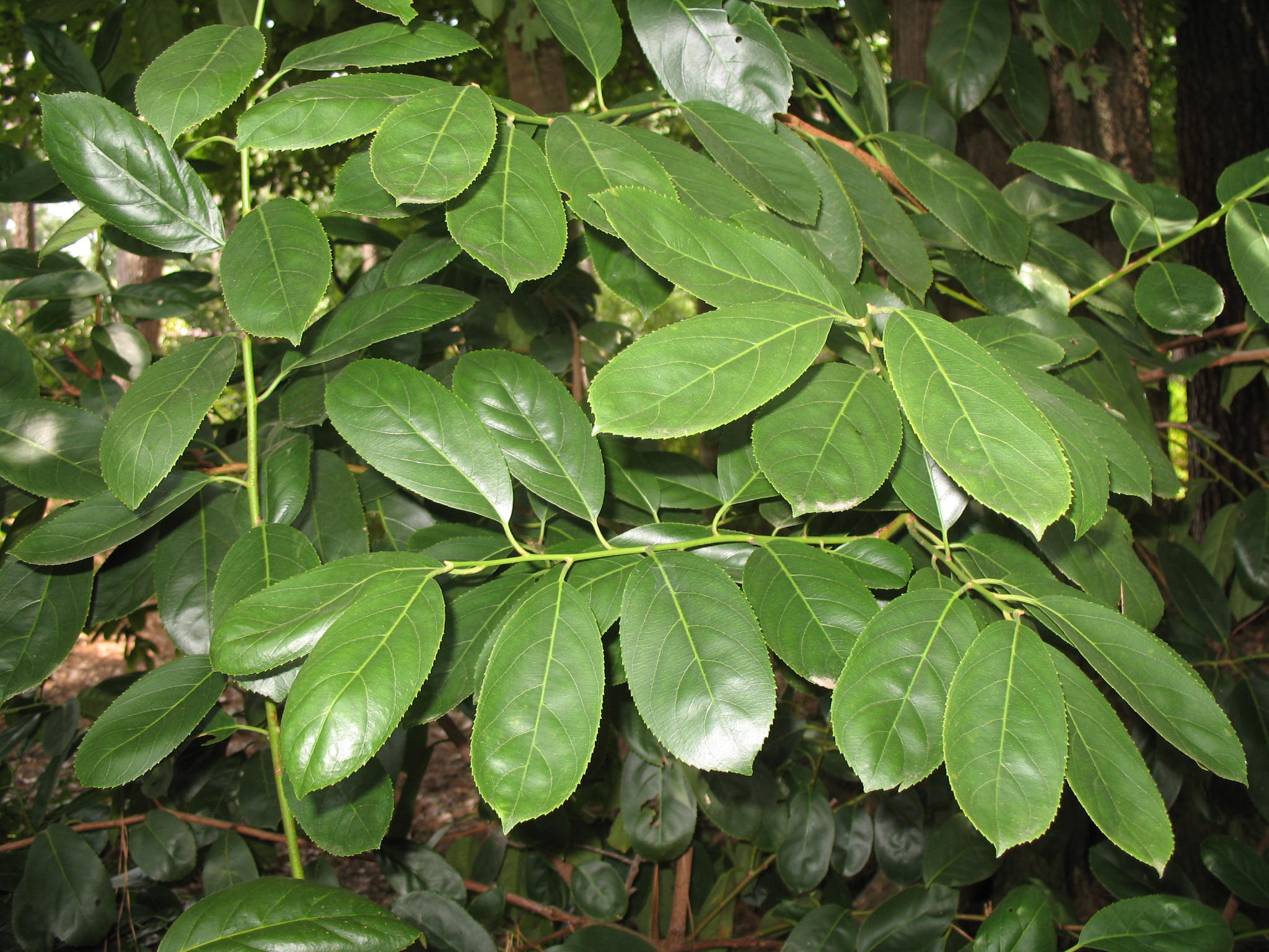 Itea yunnanensis   / Yunnan Sweetspire