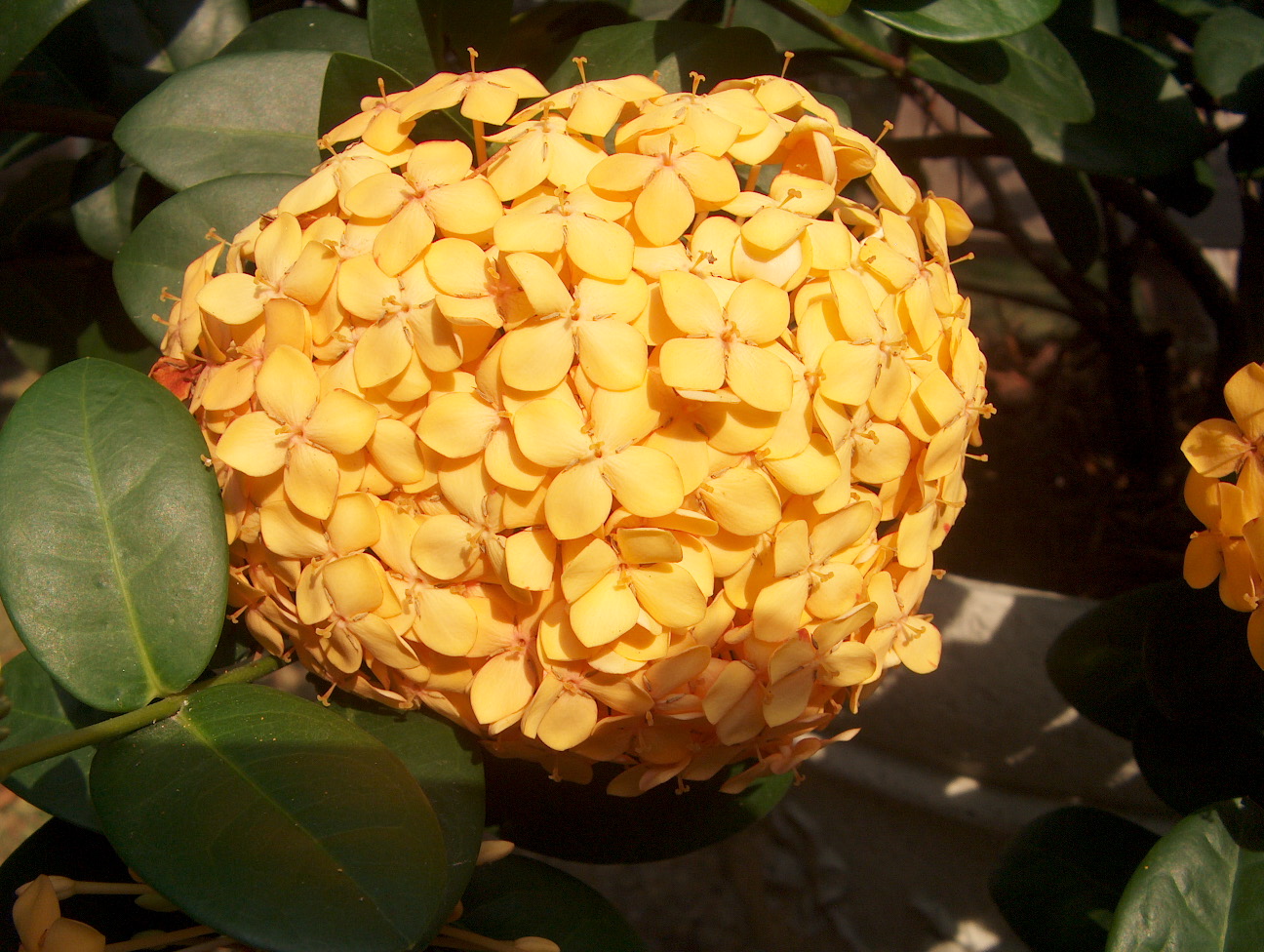 Ixora coccinea 'Gold Fire'   / Ixora coccinea 'Gold Fire'  