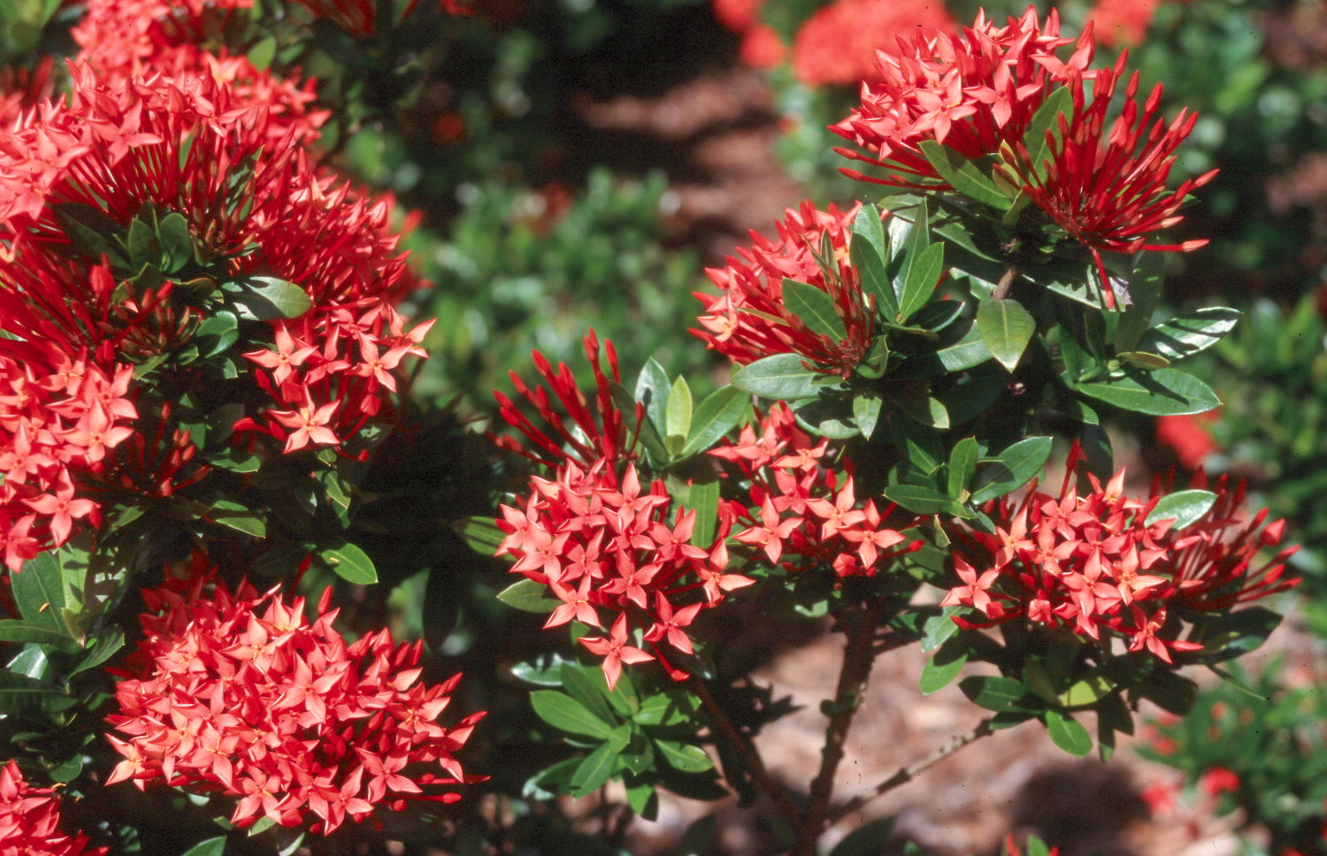 Ixora coccinea / Ixora coccinea