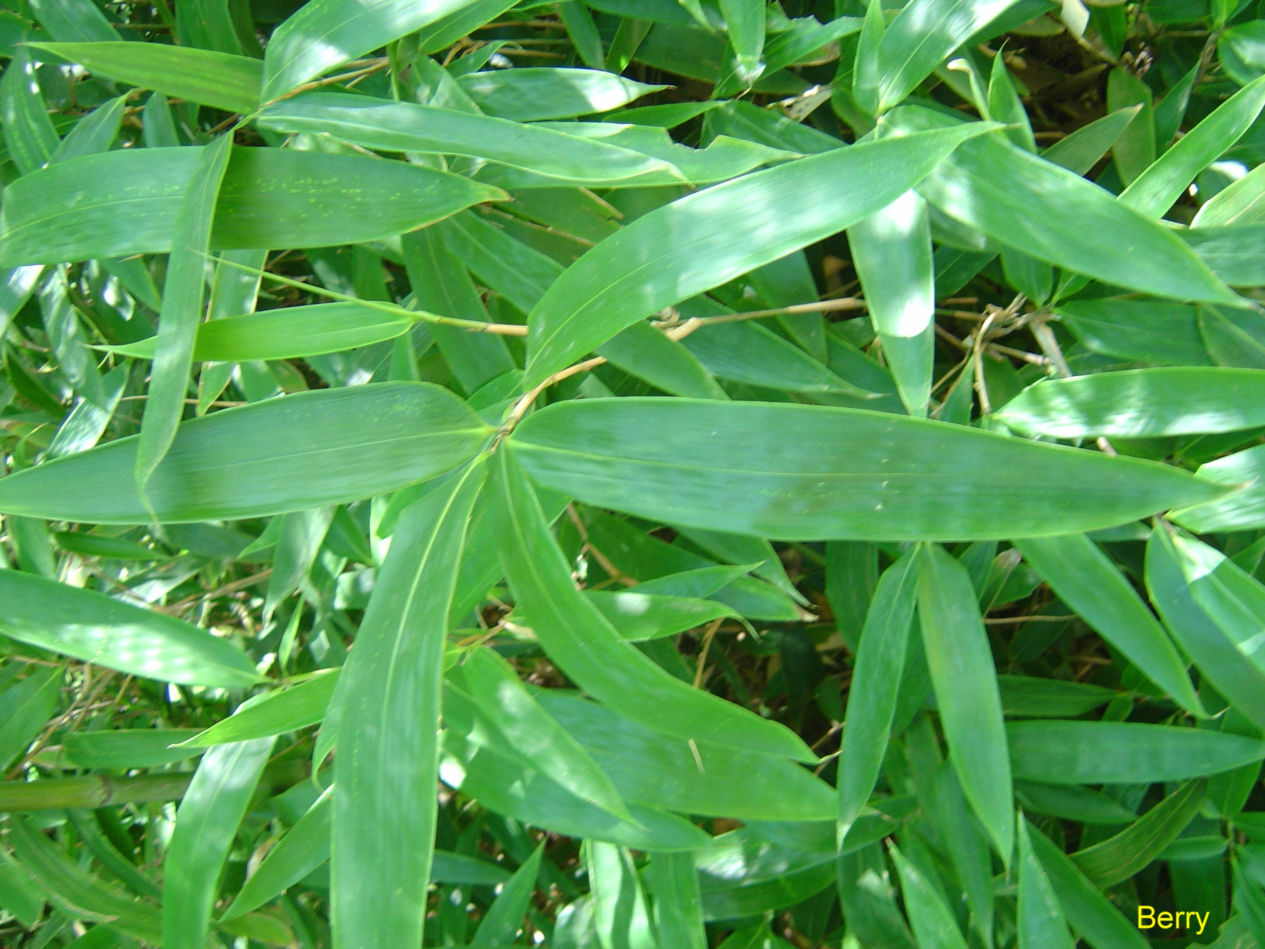 Indocalamus tessellatus / Giant Leaf Bamboo