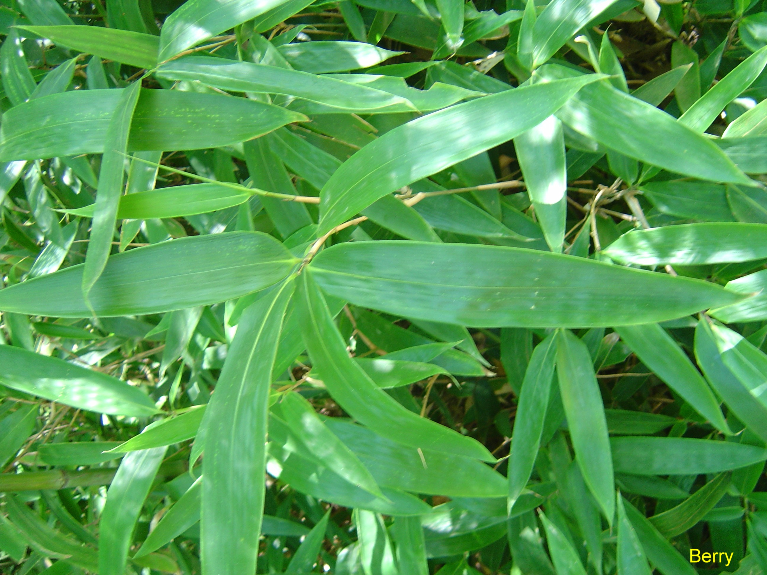 Indocalamus tessellatus / Indocalamus tessellatus