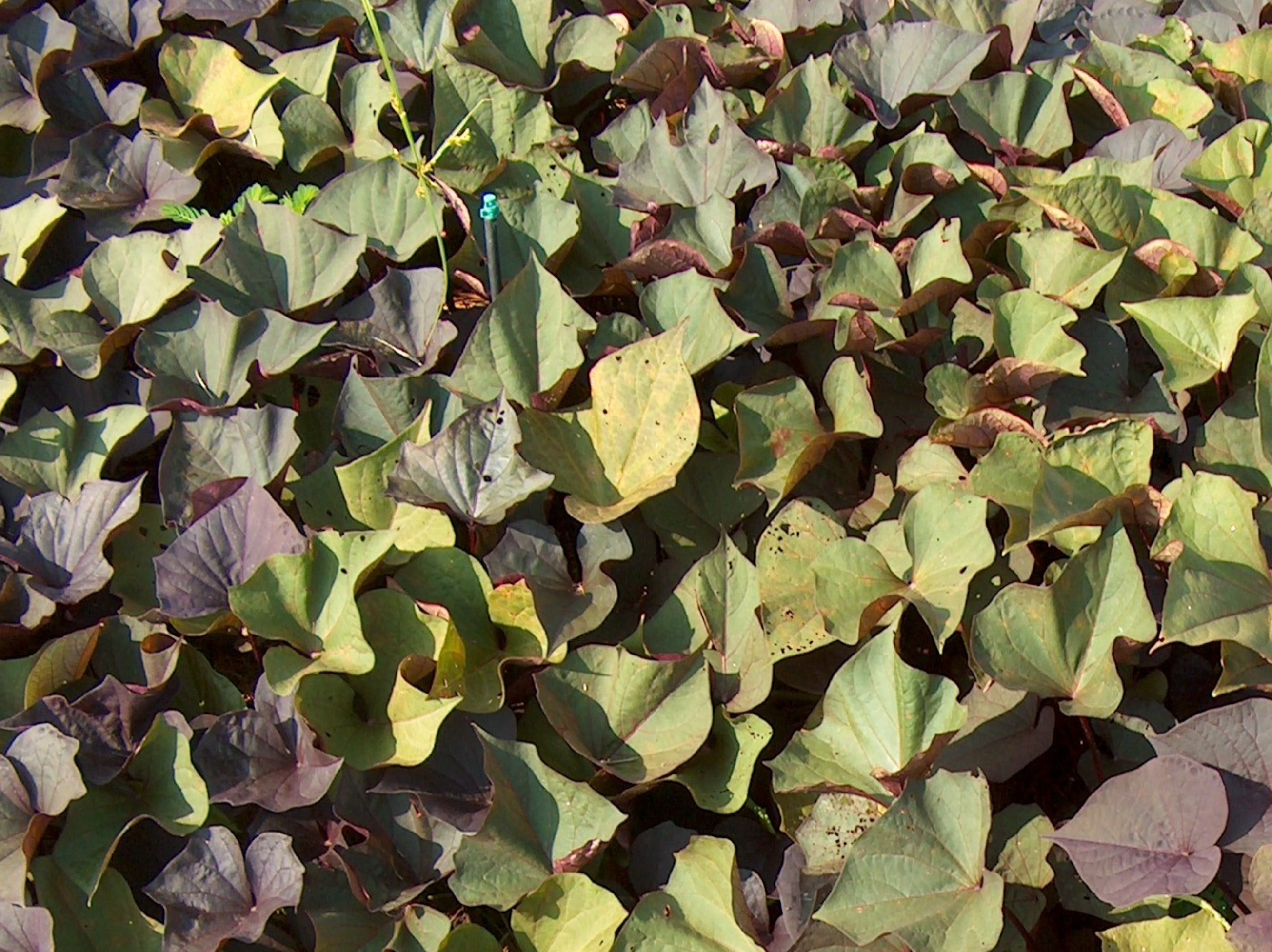 Ipomoea batatas 'Ace of Spades' / Ace of Spades Sweet Potato Vine