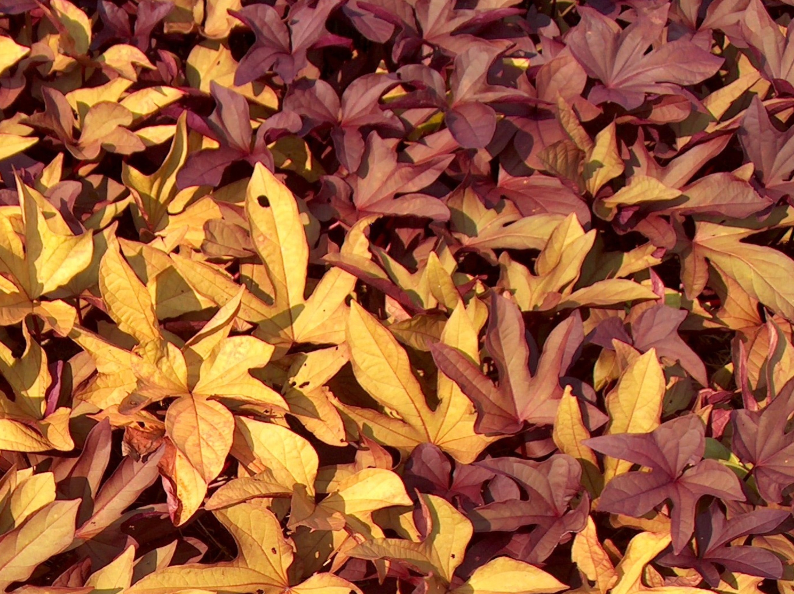 Ipomoea batatas 'Sweet Caroline Red' / Ipomoea batatas 'Sweet Caroline Red'