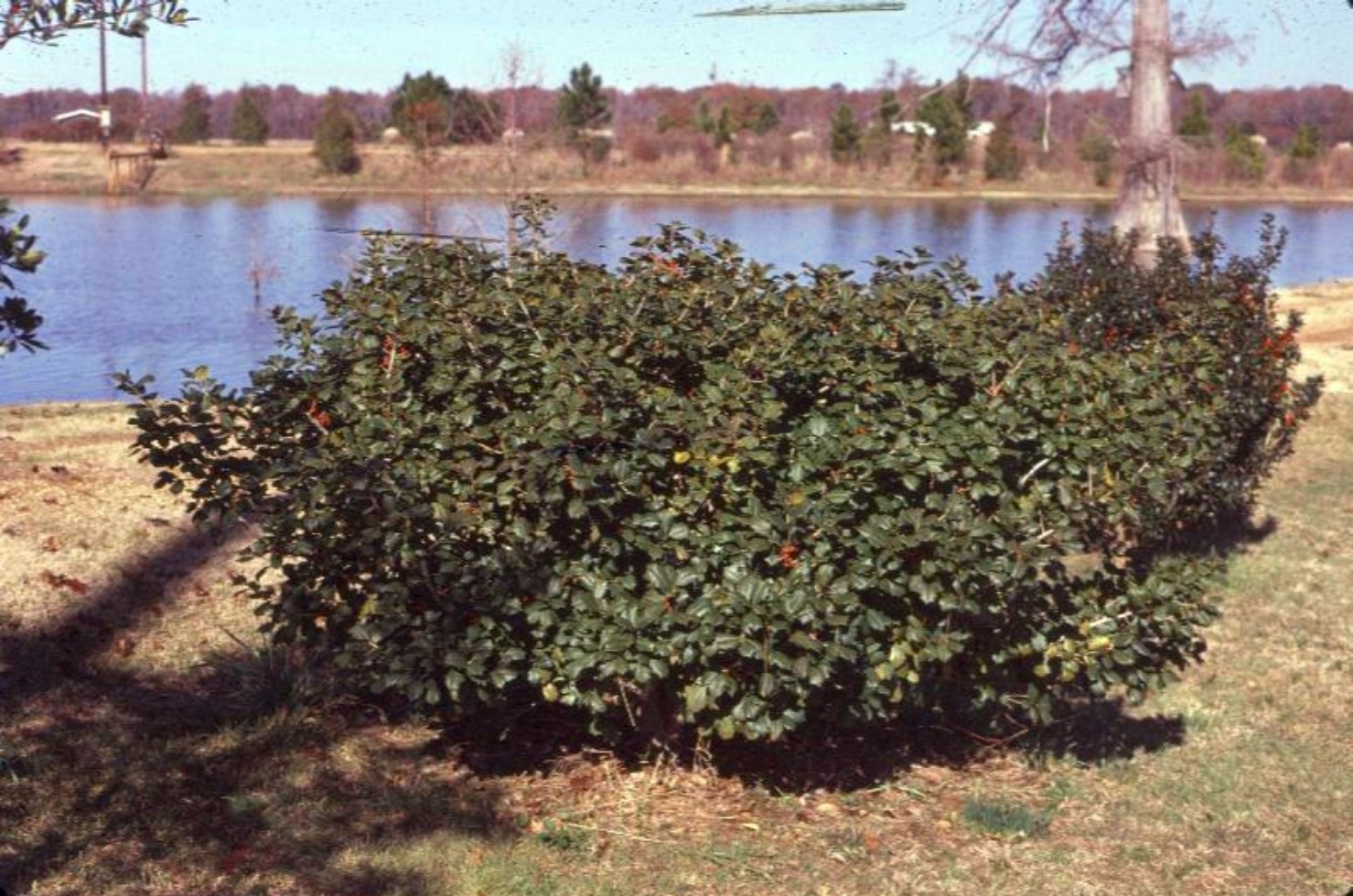 Ilex 'Clarendon Spreading'   / Ilex 'Clarendon Spreading'  