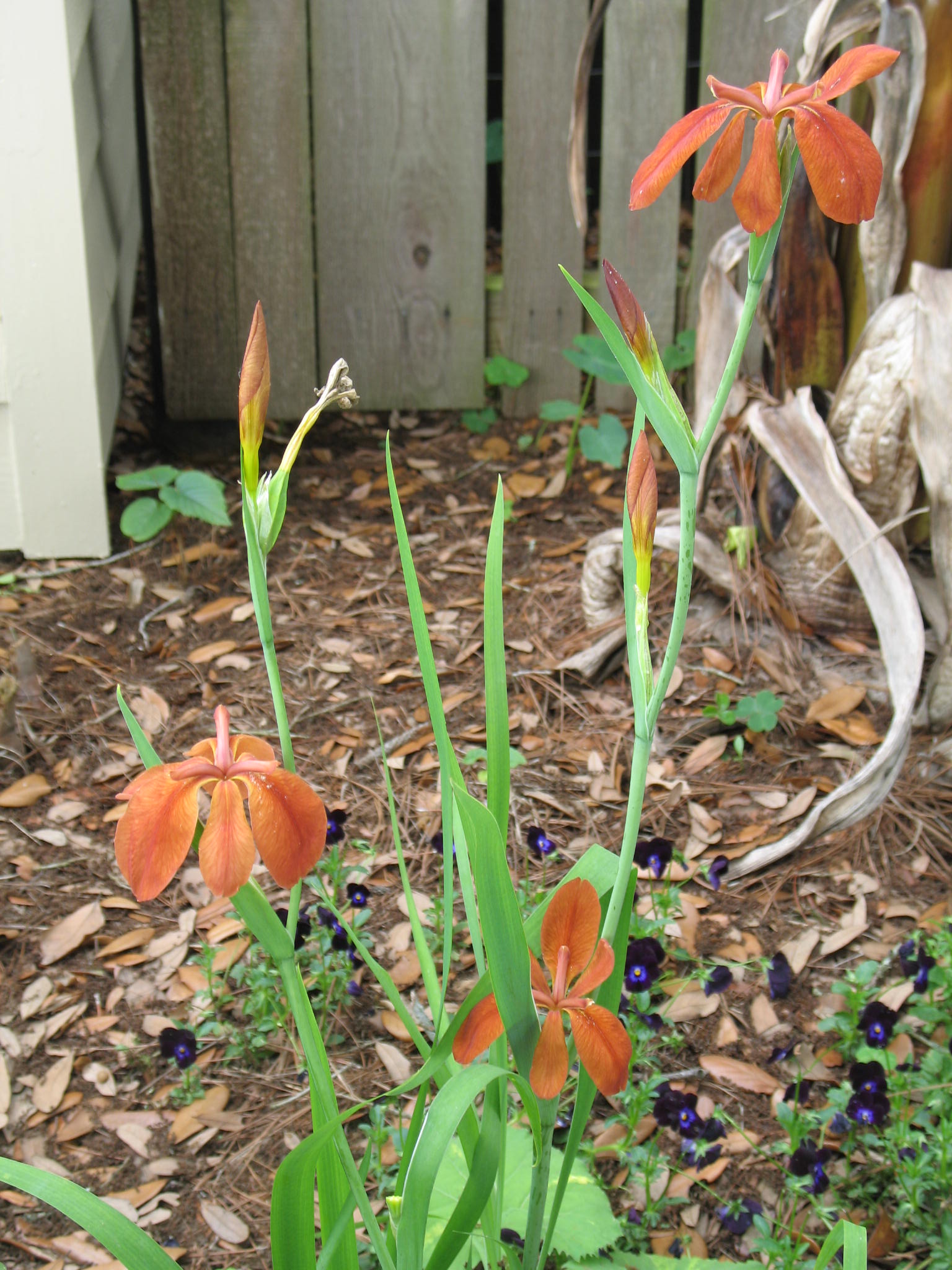 Iris fulva / Louisiana Iris