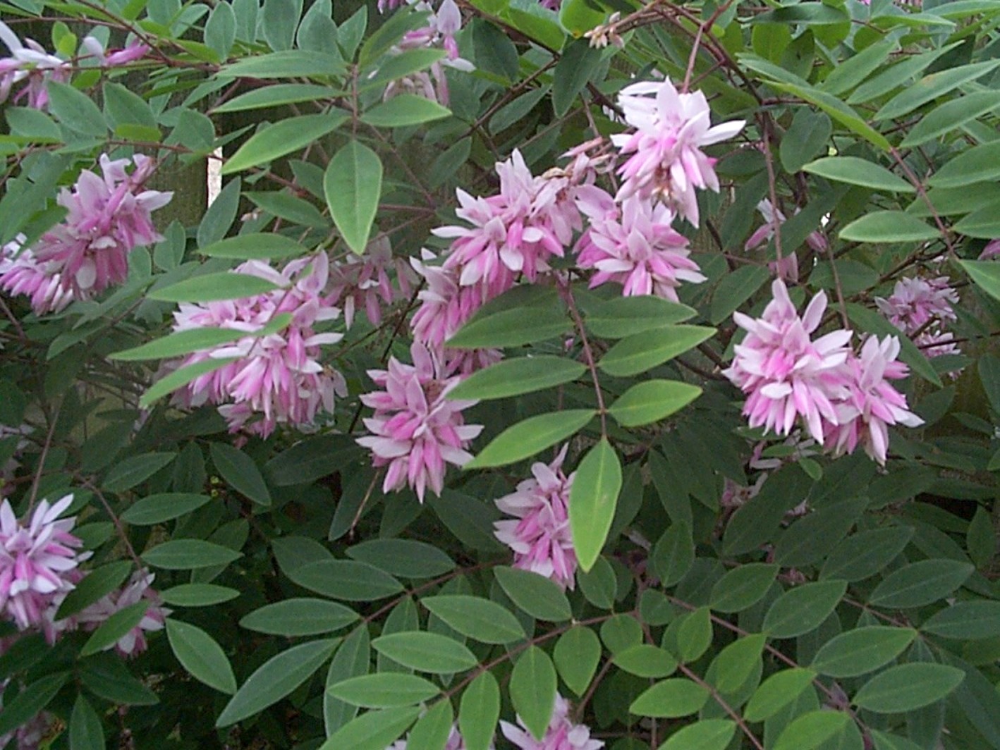 Indigofera kirilowii  / Indigo