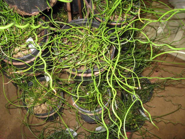 Juncus effusus  'Big Twister' / Corkscrew Rush Big Twister