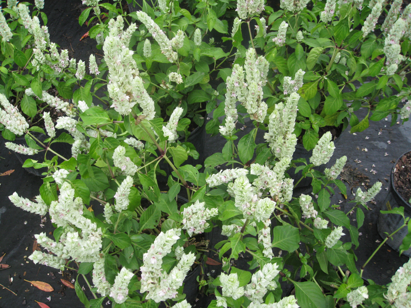 Justicia betonica / White Shrimp Plant