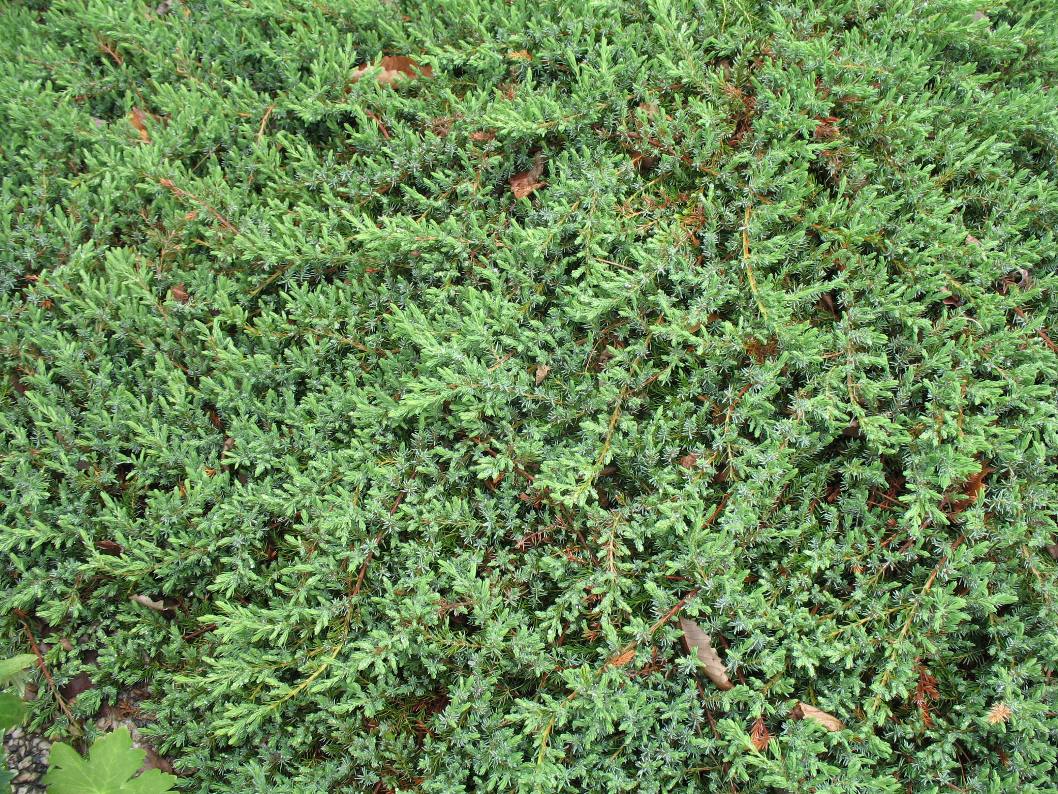 Juniperus conferta 'Blue Lagoon'  / Blue Lagoon Shore Juniper