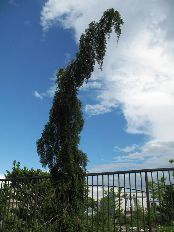 Juniperus rigida 'Pendula' / Weeping Temple Juniper