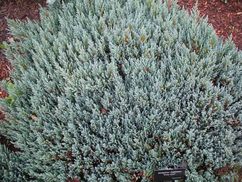 Juniperus virginiana ''Grey Owl'   / Grey Owl Juniper