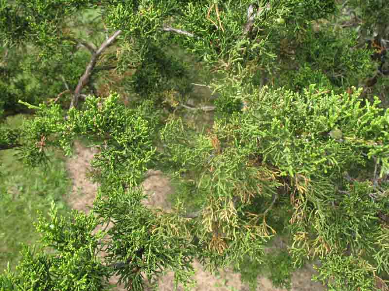 Juniperus chinensis 'Hetzii columnaris' / Juniperus chinensis 'Hetzii columnaris'