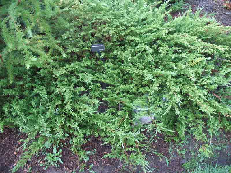 Juniperus sabina 'Buffalo'  / Juniperus sabina 'Buffalo' 