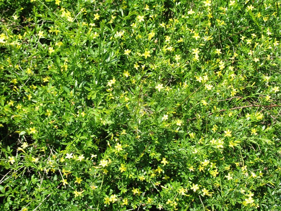 Jasminum fruticans / Shrubby Jasmine, Wild Jasmine