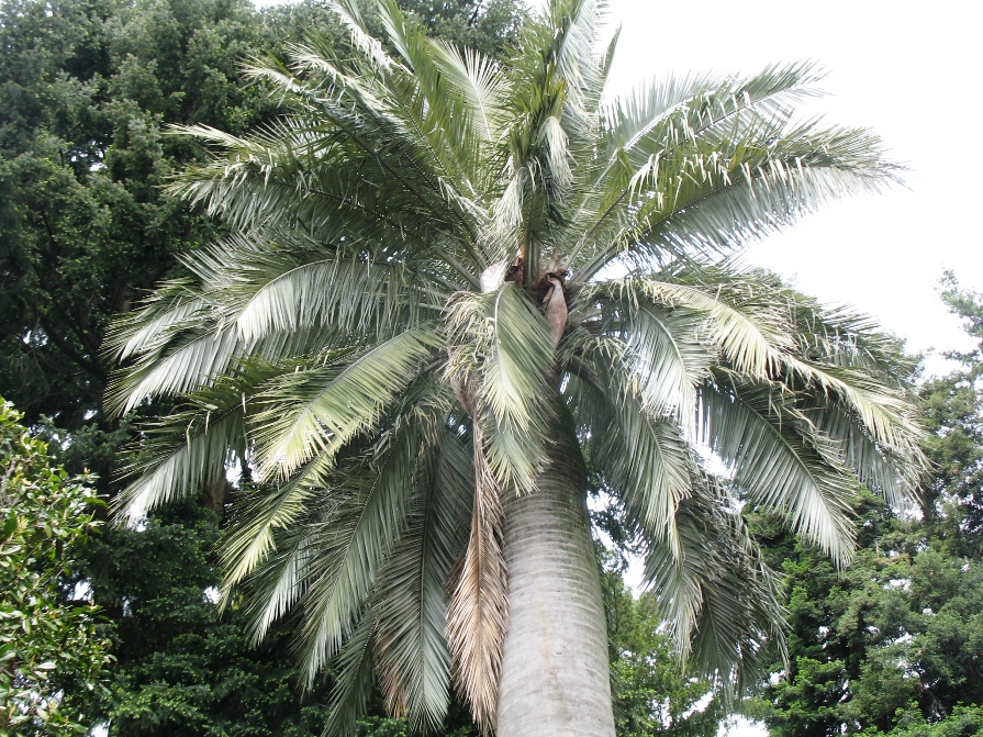 Jubaea chilensis  / Chilean Wine Palm, Coquito Palm, Honey Palm