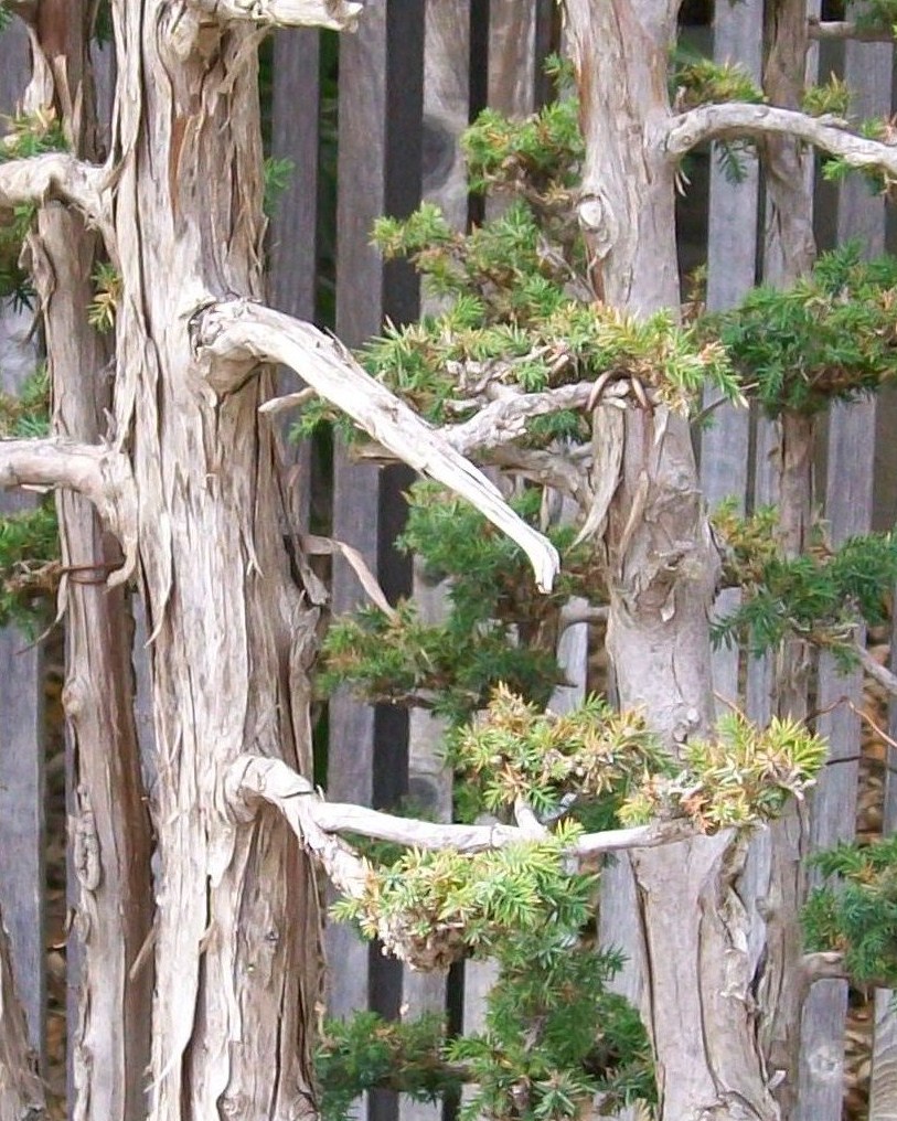 Juniperus chinensis var. foemina  / Juniperus chinensis var. foemina 