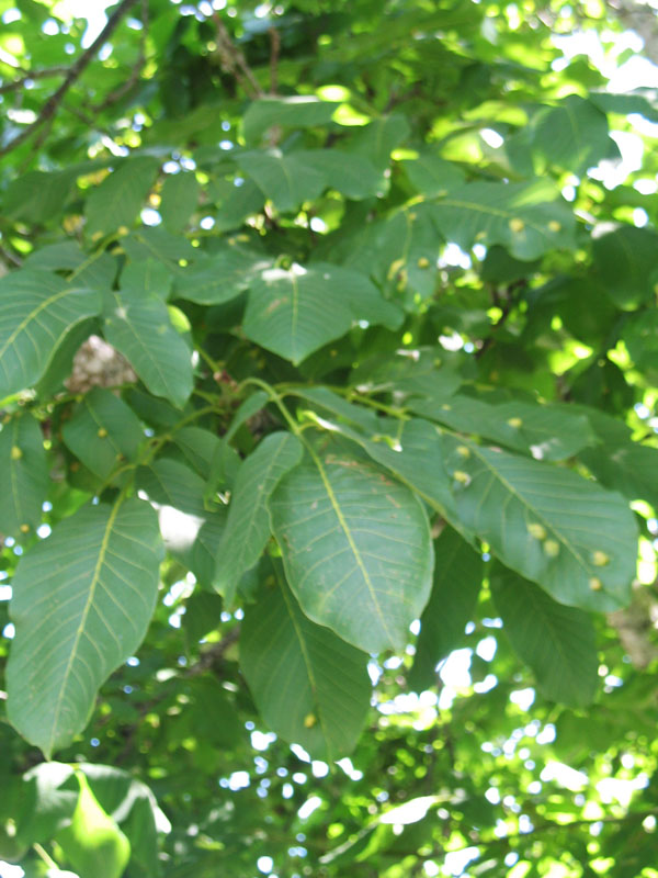 Juglans regia / Juglans regia