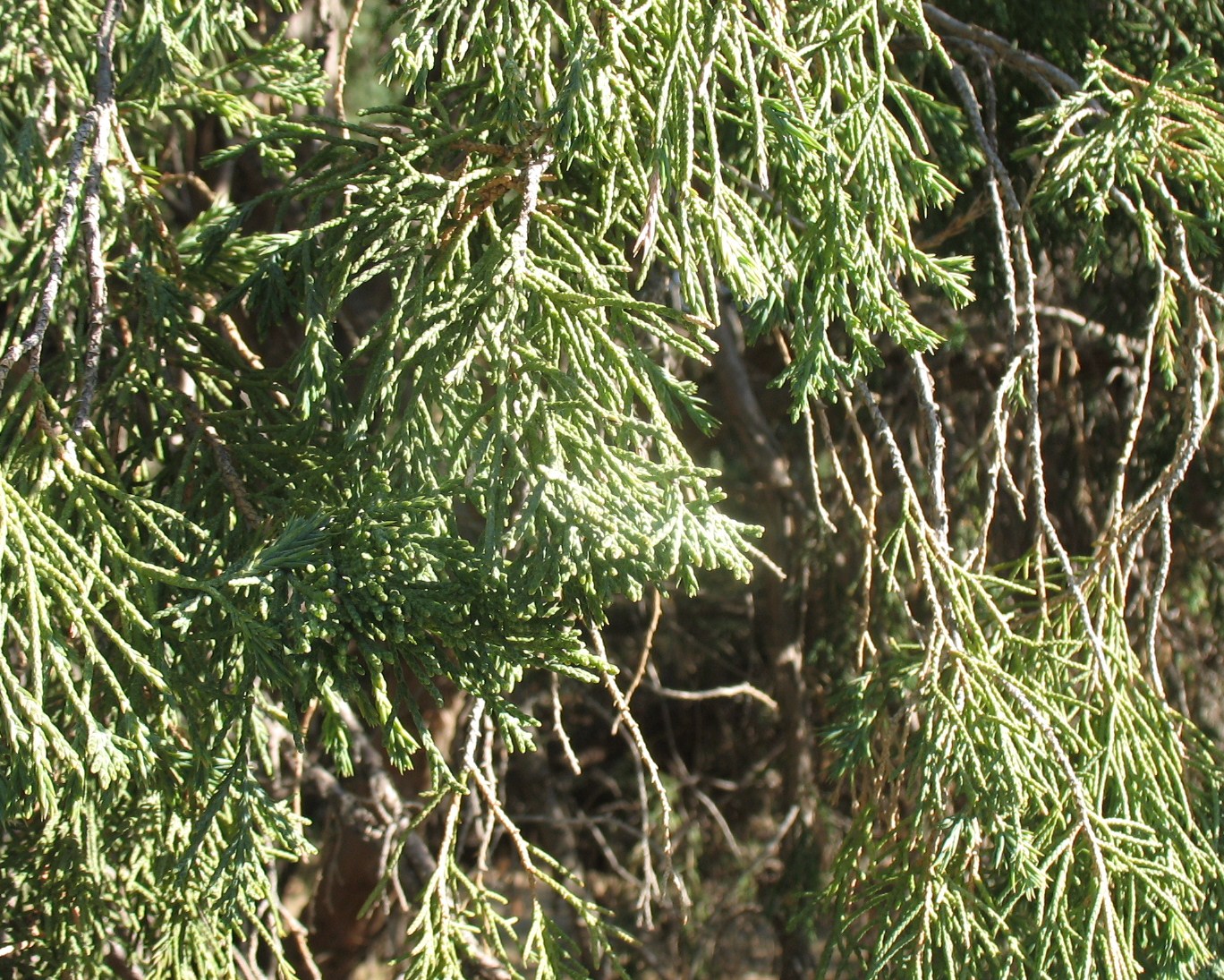 Juniperus chinensis 'Iowa' / Iowa Chinese Juniper