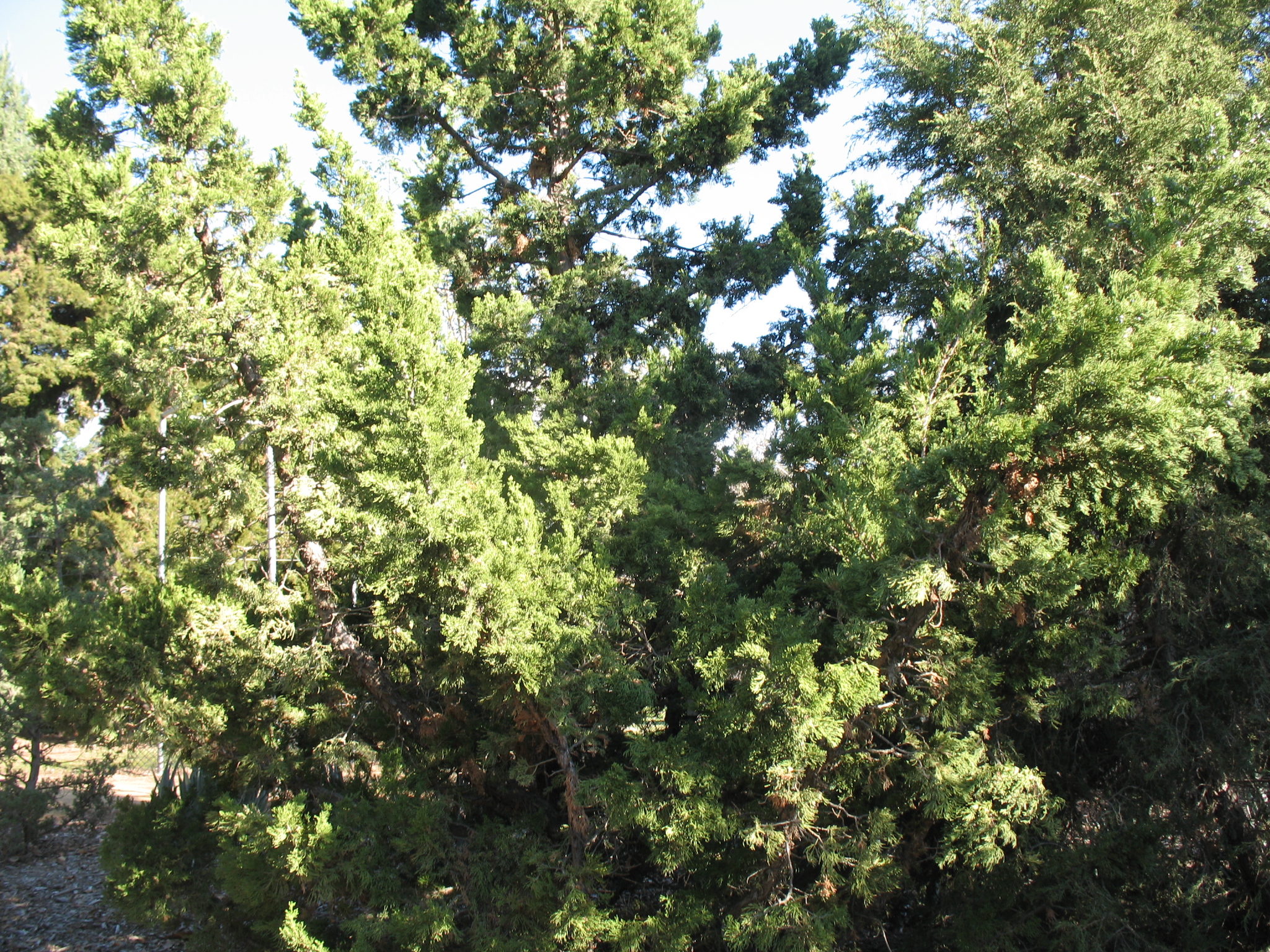 Juniperus chinensis 'Mint Julep' / Mint Julep Chinese Juniper
