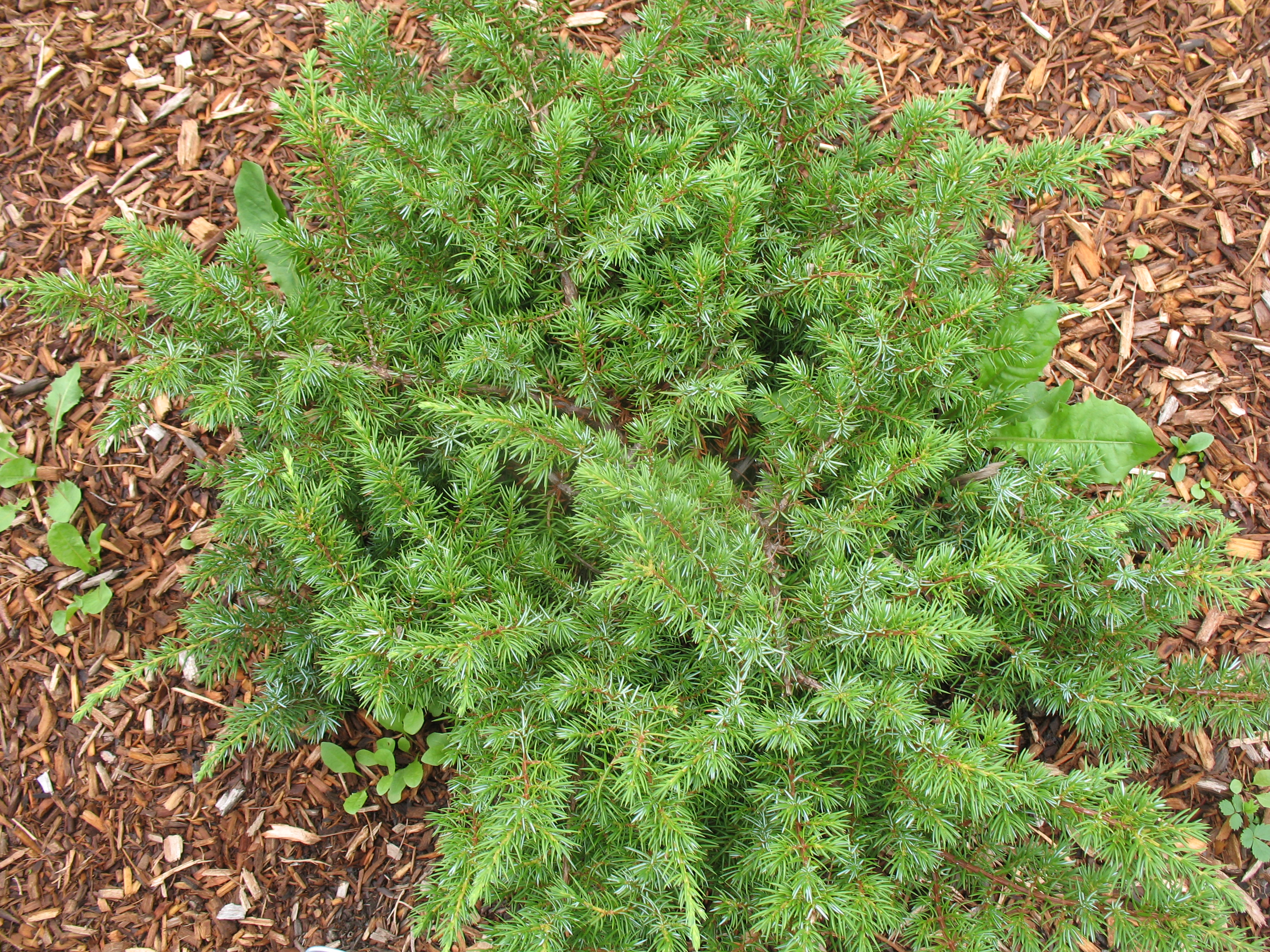 Juniperus communis 'Blueberry Delight' / Blueberry Delight Juniper