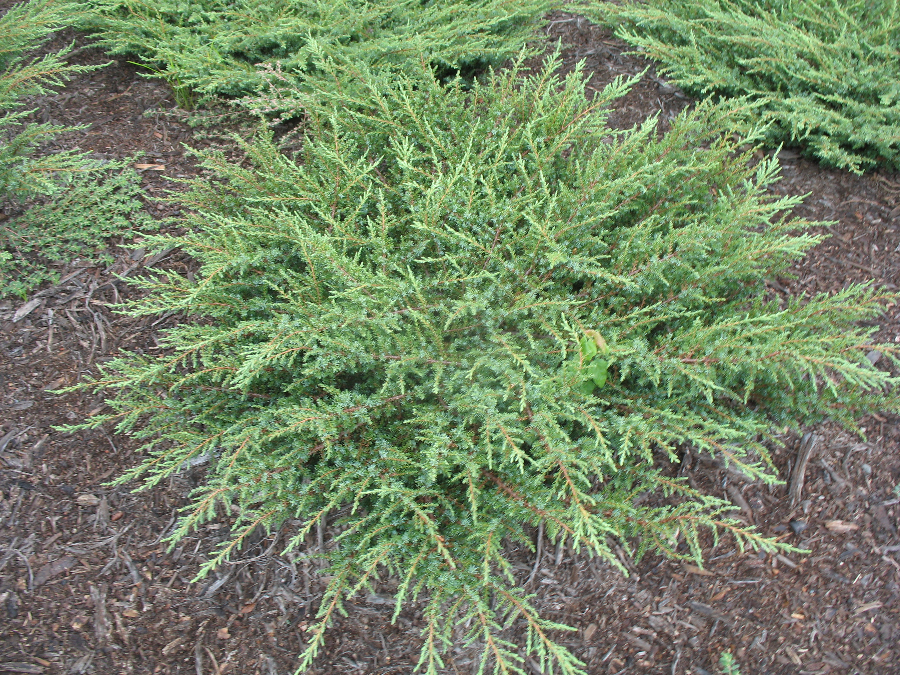 Juniperus communis 'Green Carpet'  / Green Carpet Juniper