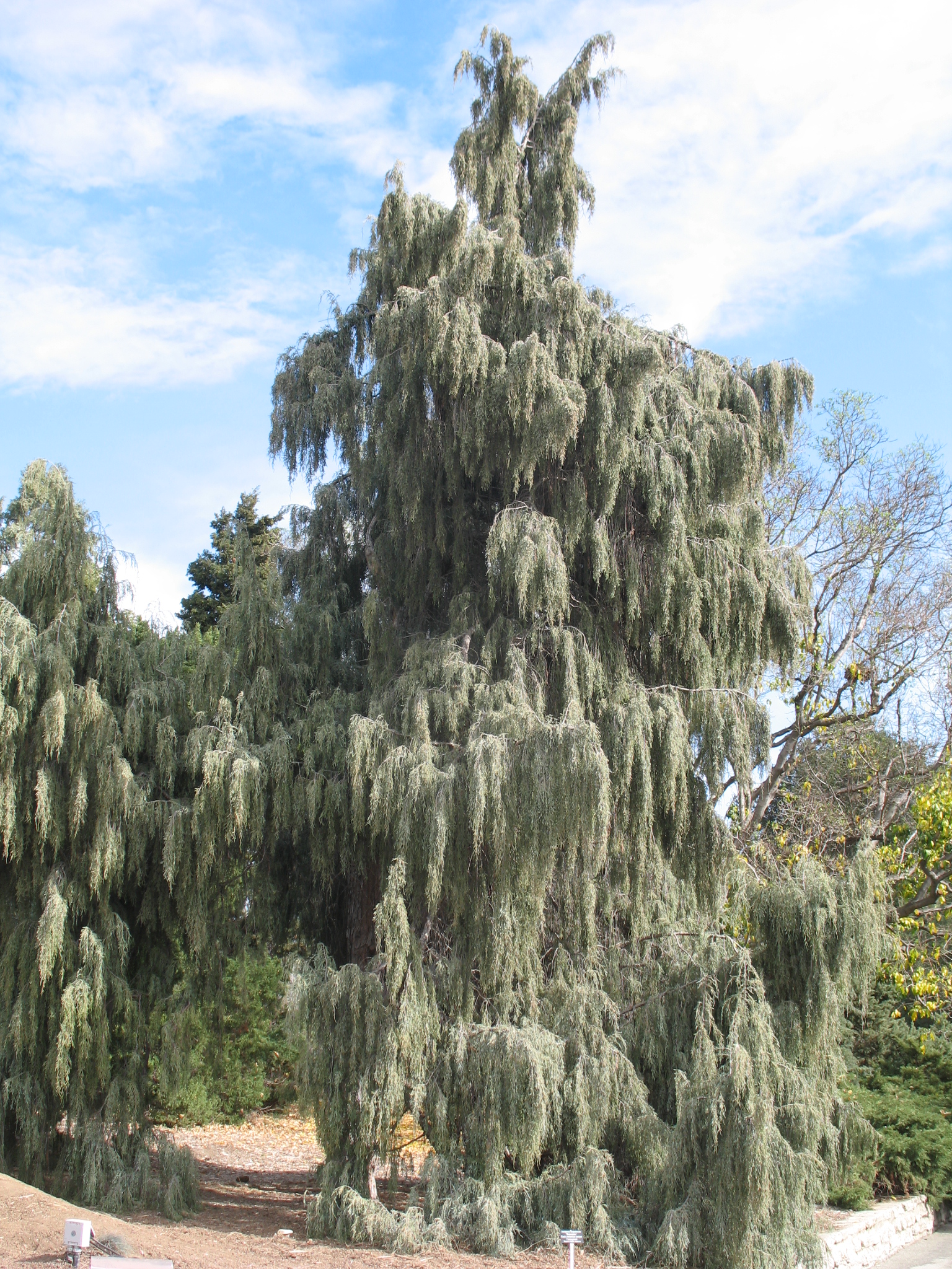 Juniperus scopulorum 'Rependens'  / Rocky Mountain Juniper