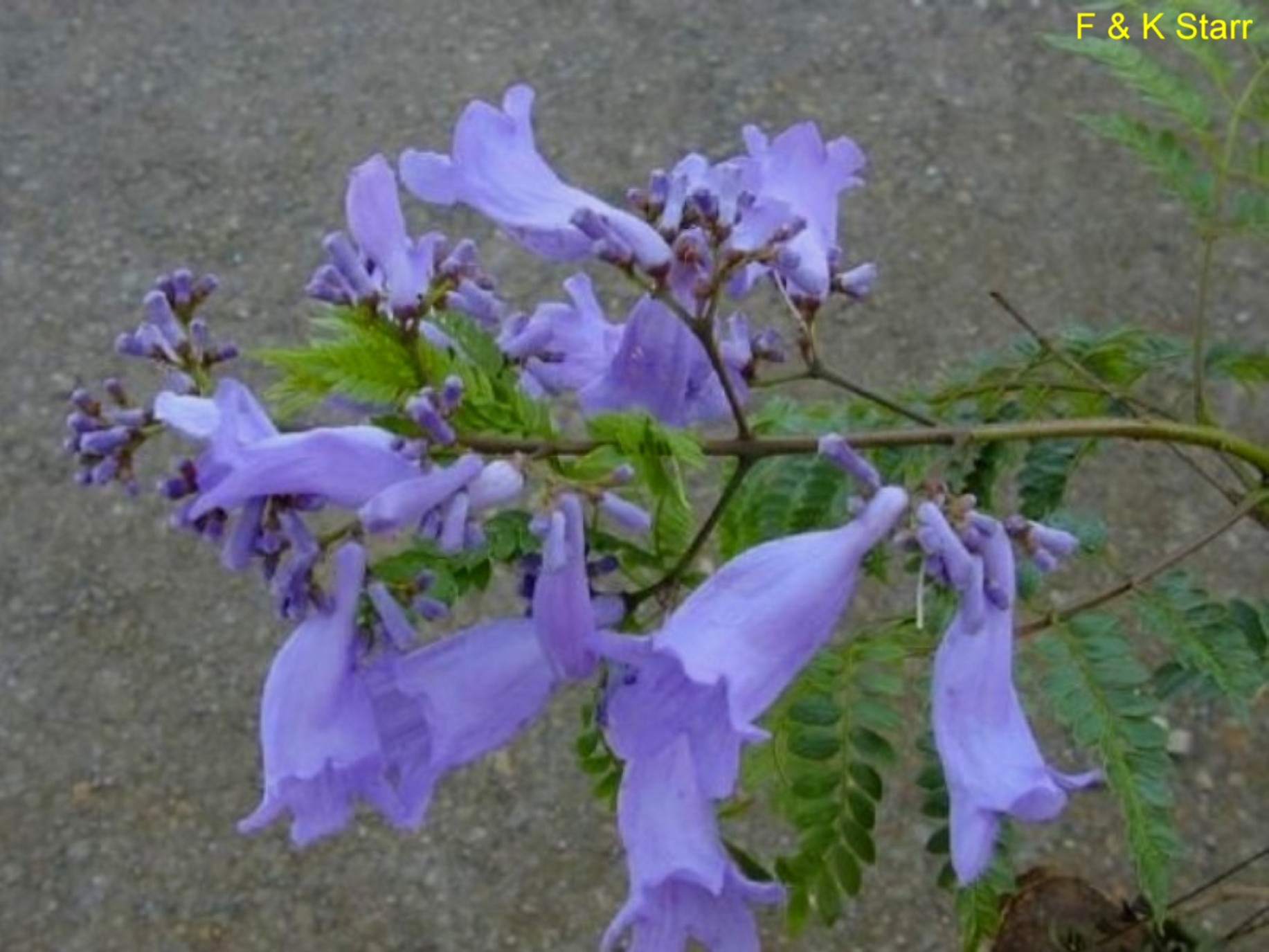 Jacaranda mimosifolia / Jacaranda mimosifolia