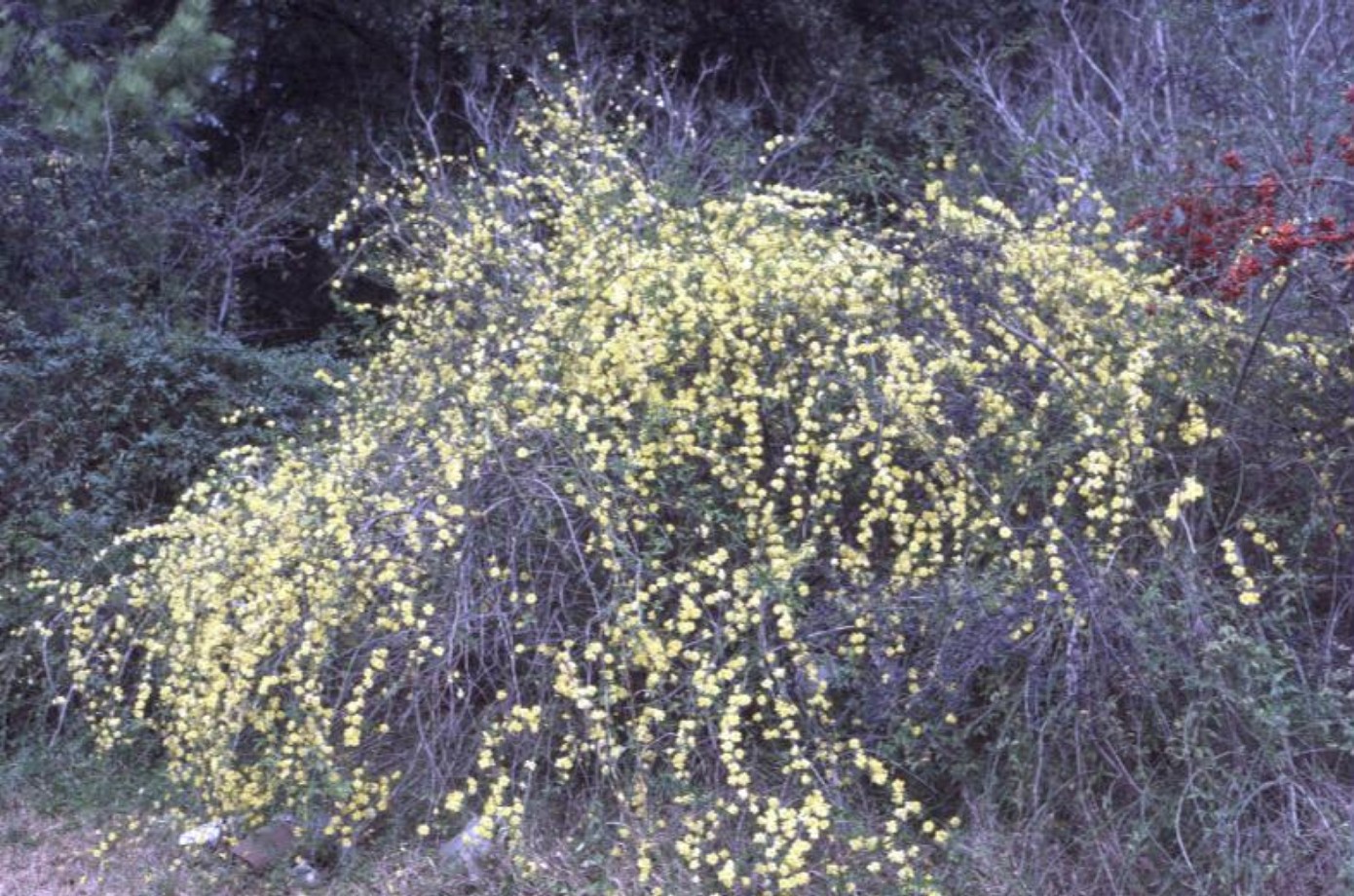 Jasminum nudiflorum  / Winter Jasmine