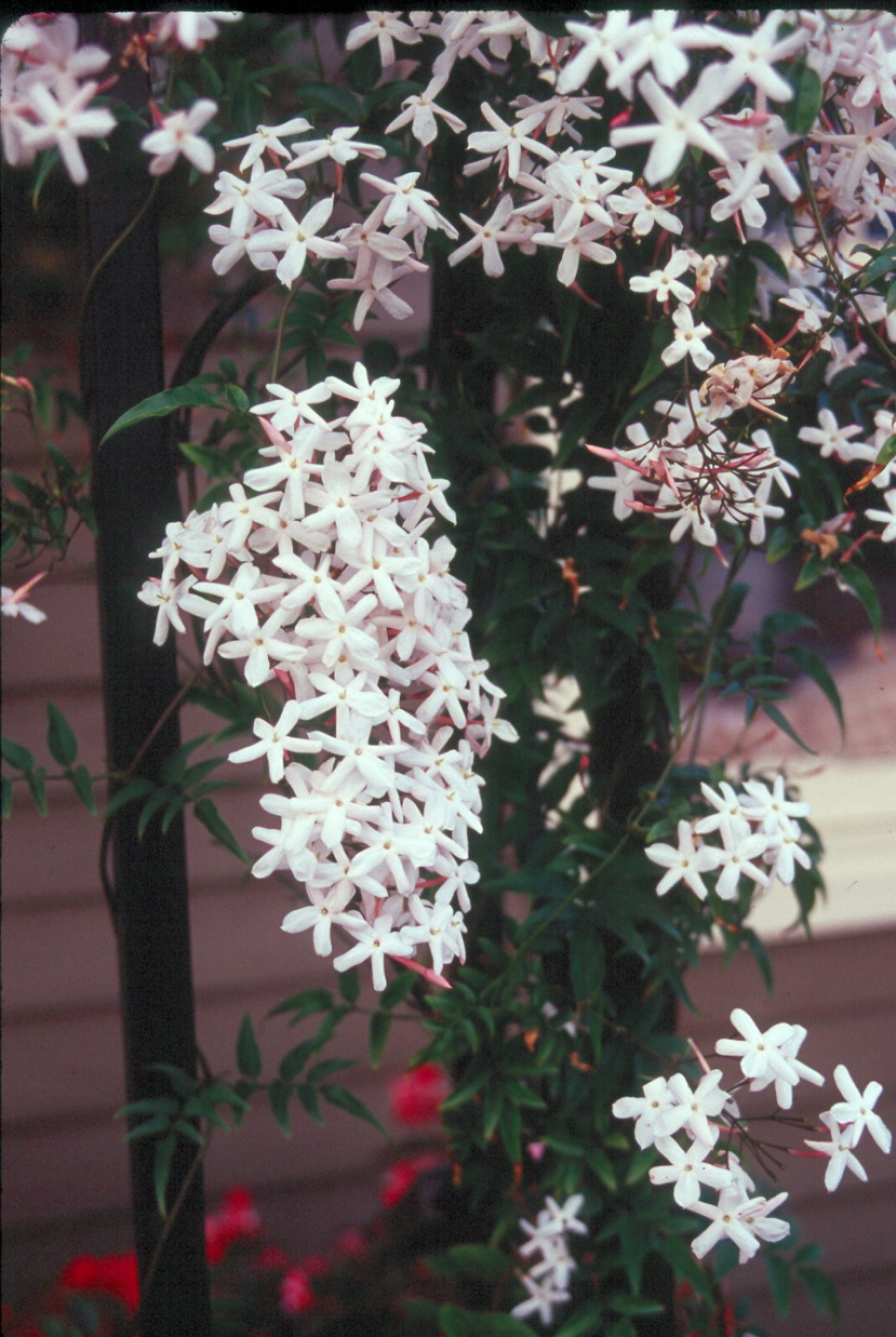 Jasminum polyanthum / Pink Jasmine