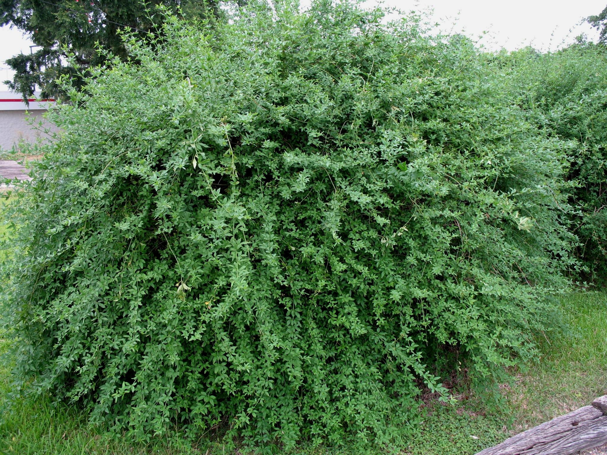 Jasminum primulinum  / Primrose Jasmine