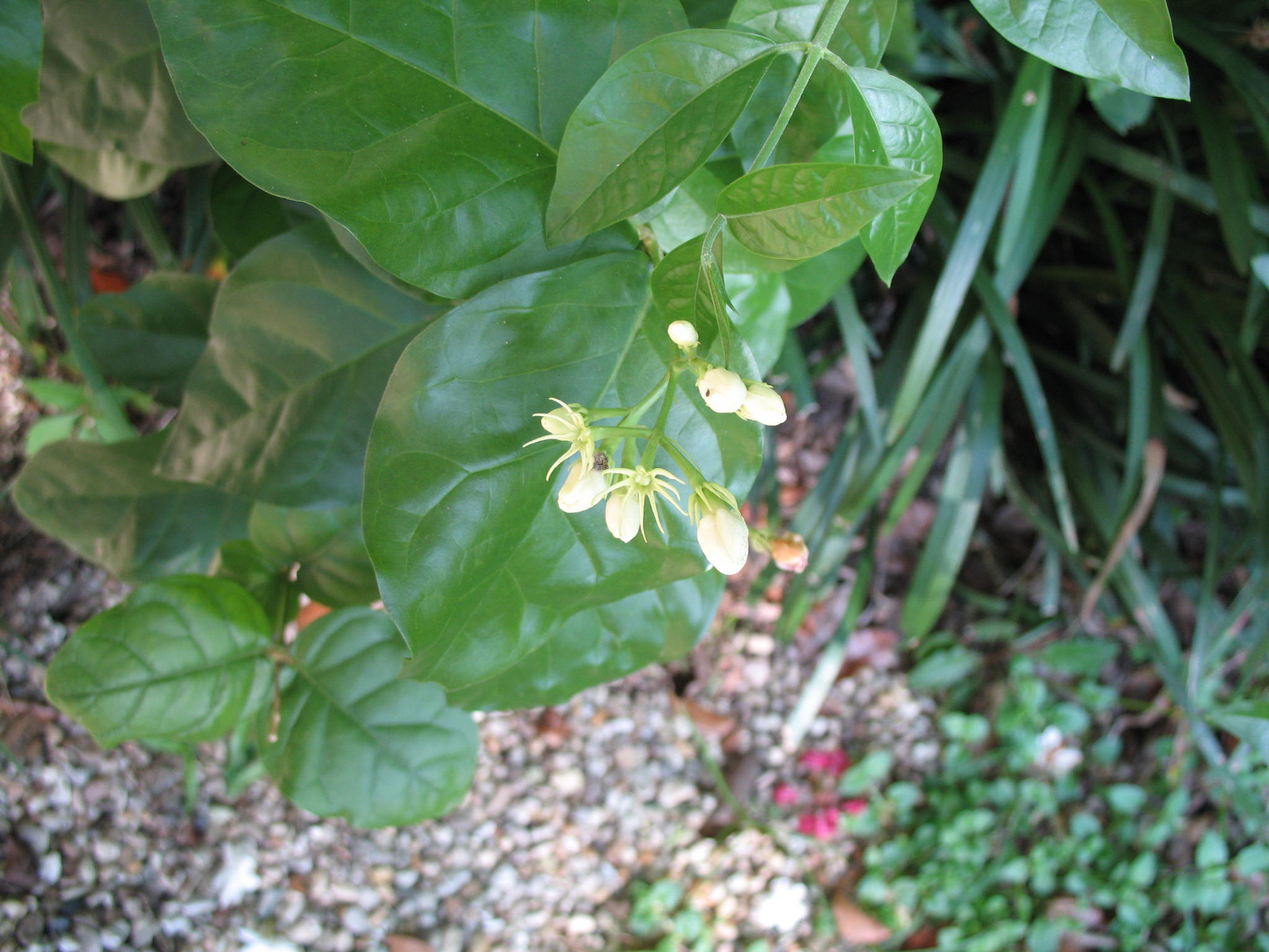 Jasminum sambac / Jasminum sambac