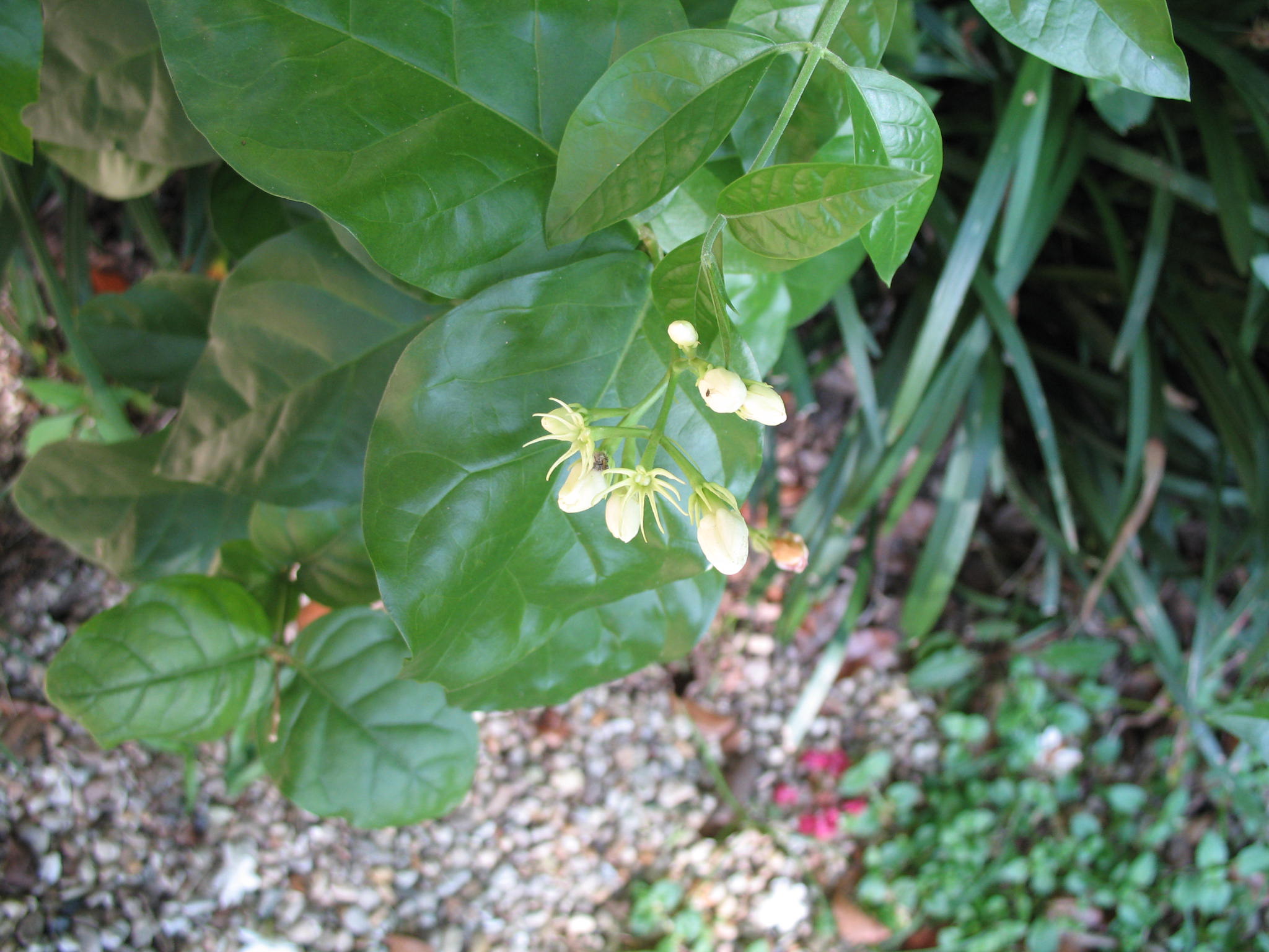 Jasminum sambac / Grand Duke Jasmine