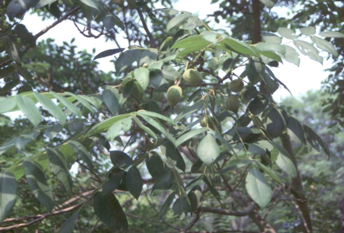 Juglans mandshurica / Manchurian Walnut