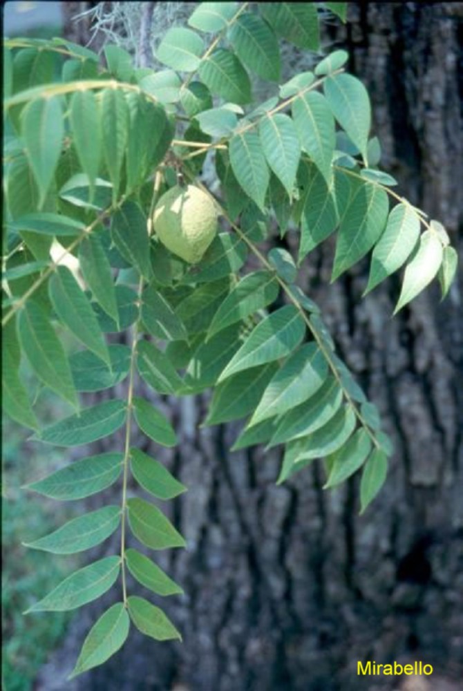 Juglans nigra / Black Walnut