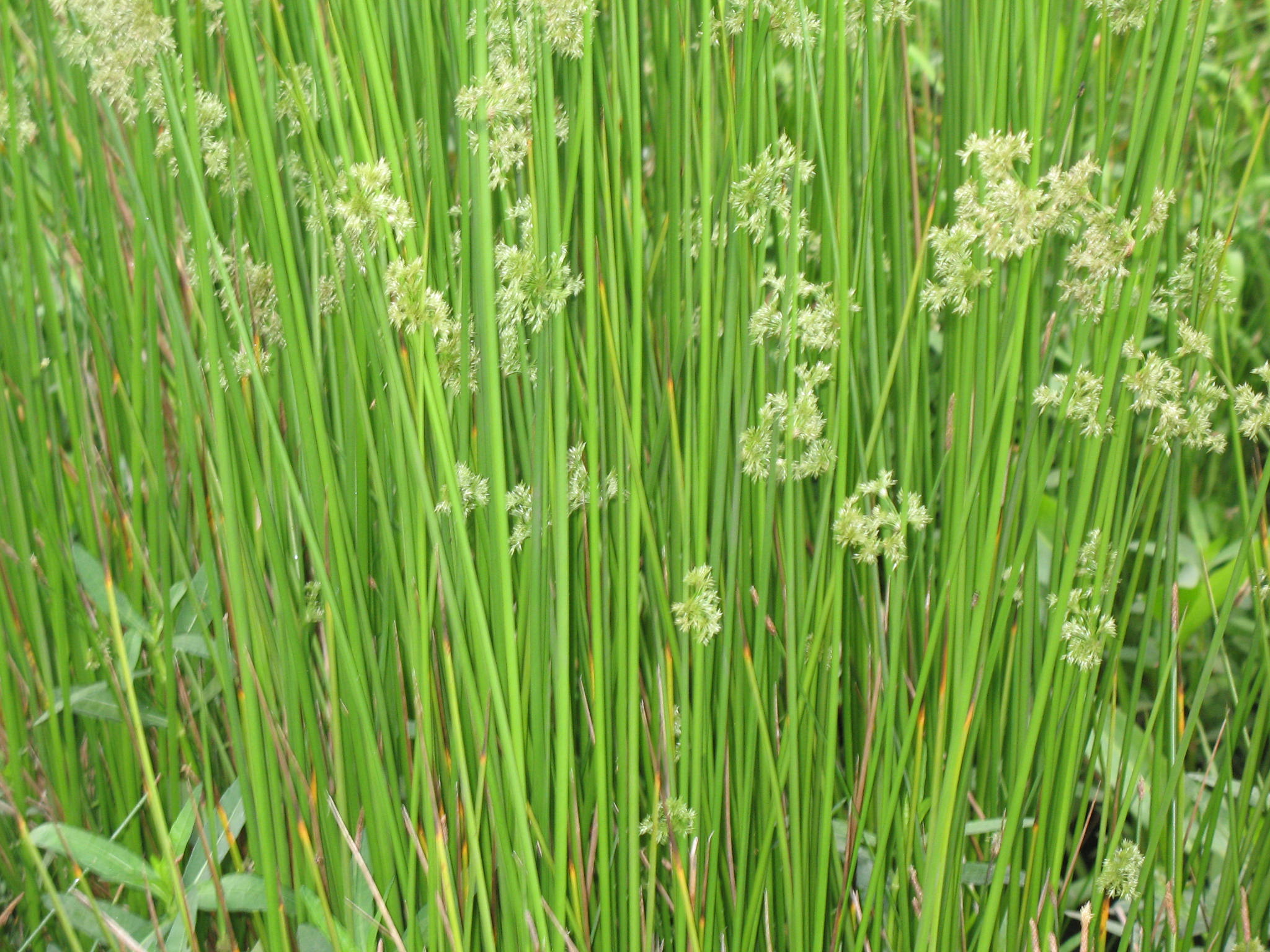 Juncus roemerianus  / Juncus roemerianus 