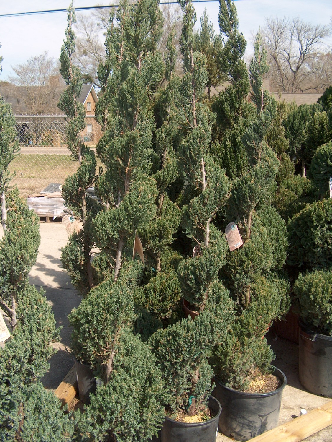 Juniperus chinensis 'Blue Point'  / Juniperus chinensis 'Blue Point' 