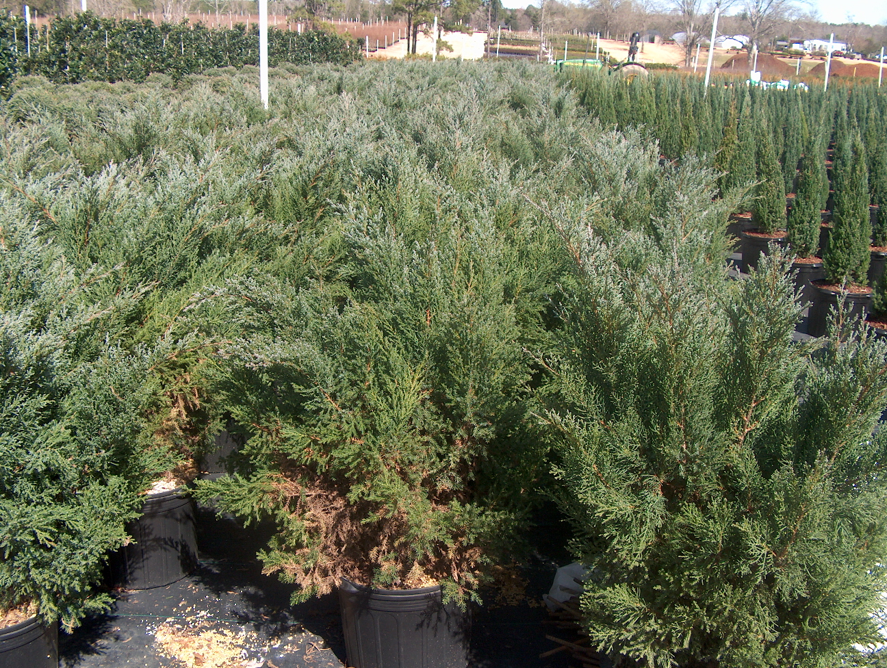 Juniperus chinensis 'Blue Vase'   / Juniperus chinensis 'Blue Vase'  