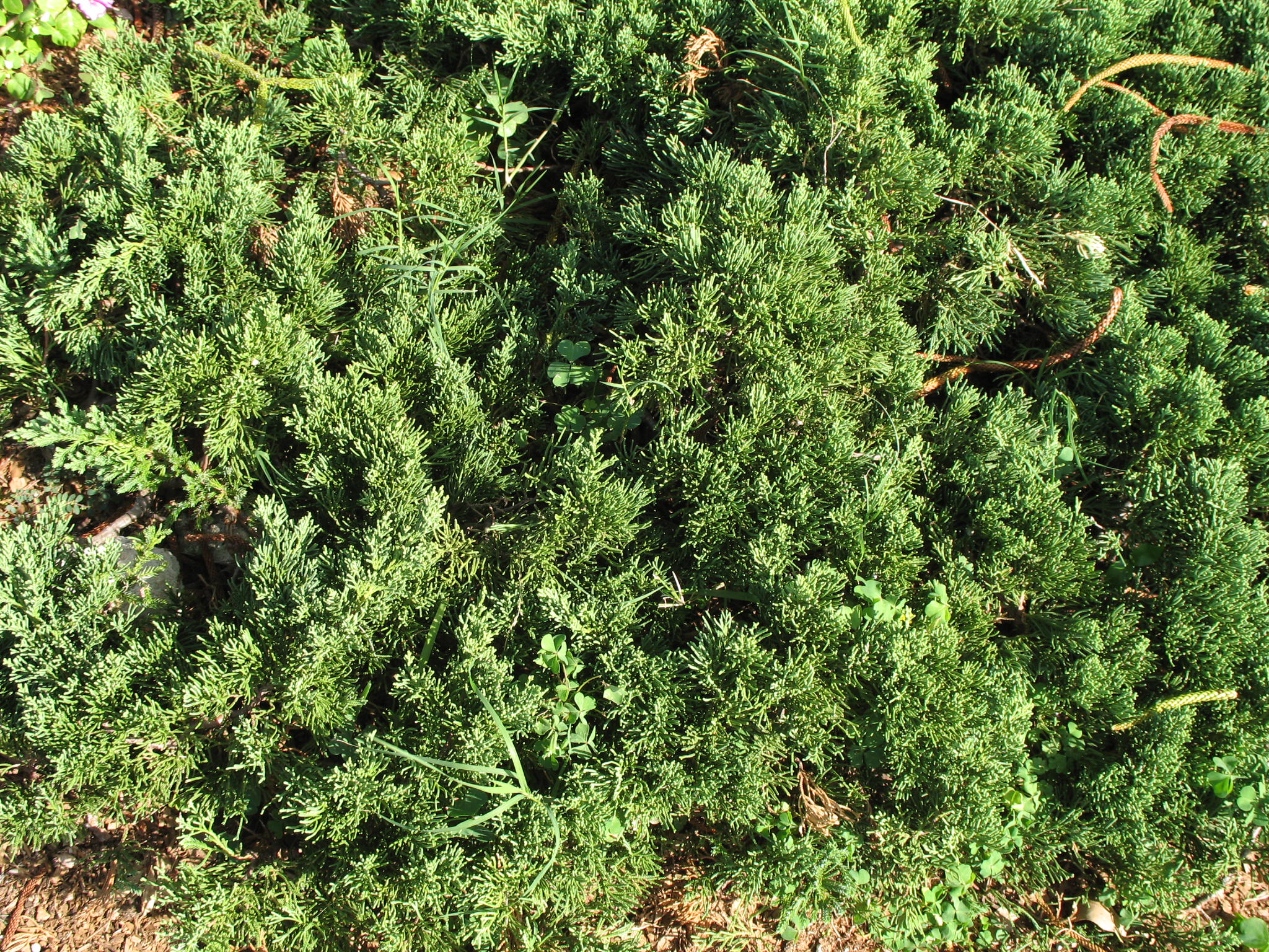 Juniperus chinensis 'Glauca Hetzii'   / Juniperus chinensis 'Glauca Hetzii'  