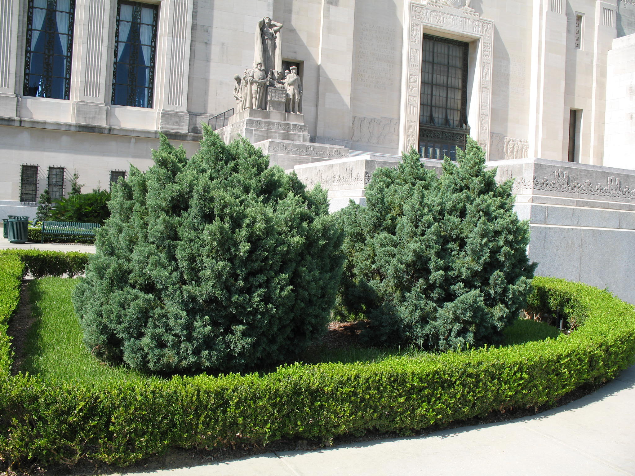 Juniperus chinensis 'Glauca'   / Juniperus chinensis 'Glauca'  