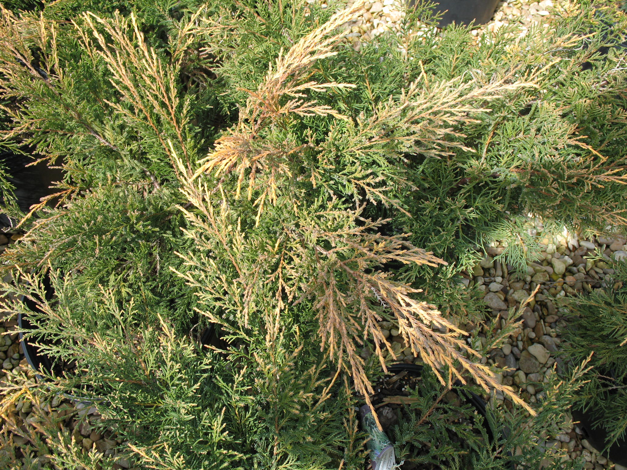 Juniperus chinensis 'Gold Lace'   / Gold Lace Chinese Juniper
