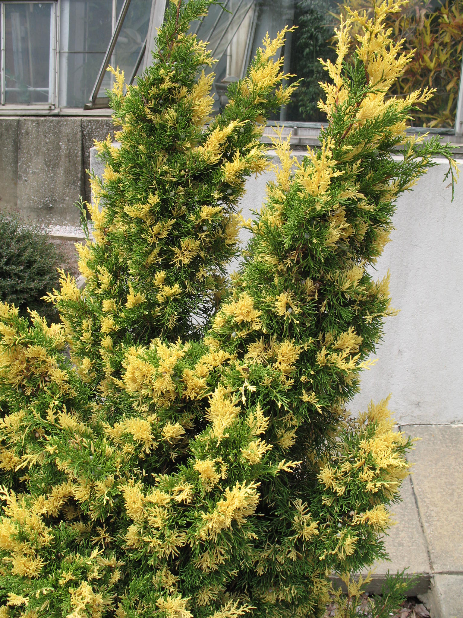 Juniperus chinensis 'Kaizuka Variegated'   / Juniperus chinensis 'Kaizuka Variegated'  