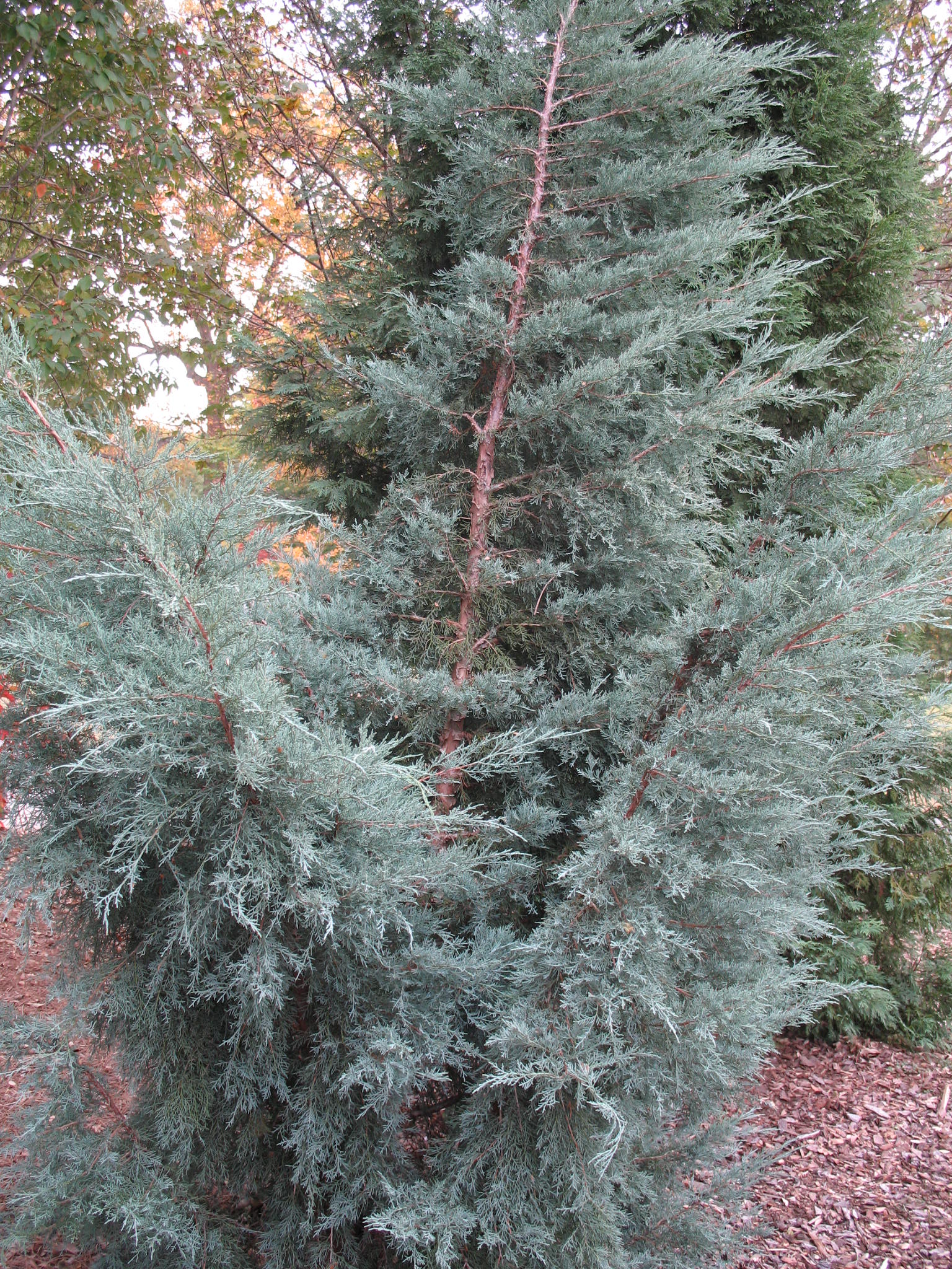 Juniperus chinensis 'Matthews Blue'   / Matthew's Blue Chinese Juniper