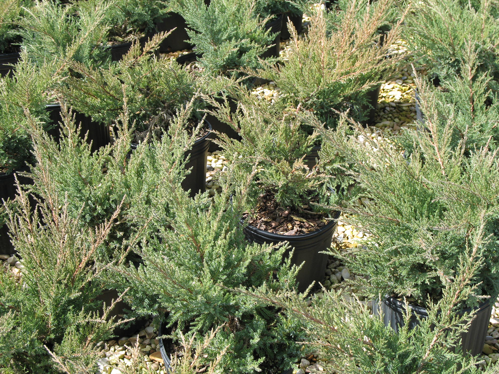Juniperus chinensis 'Nick's Compact'   / Juniperus chinensis 'Nick's Compact'  