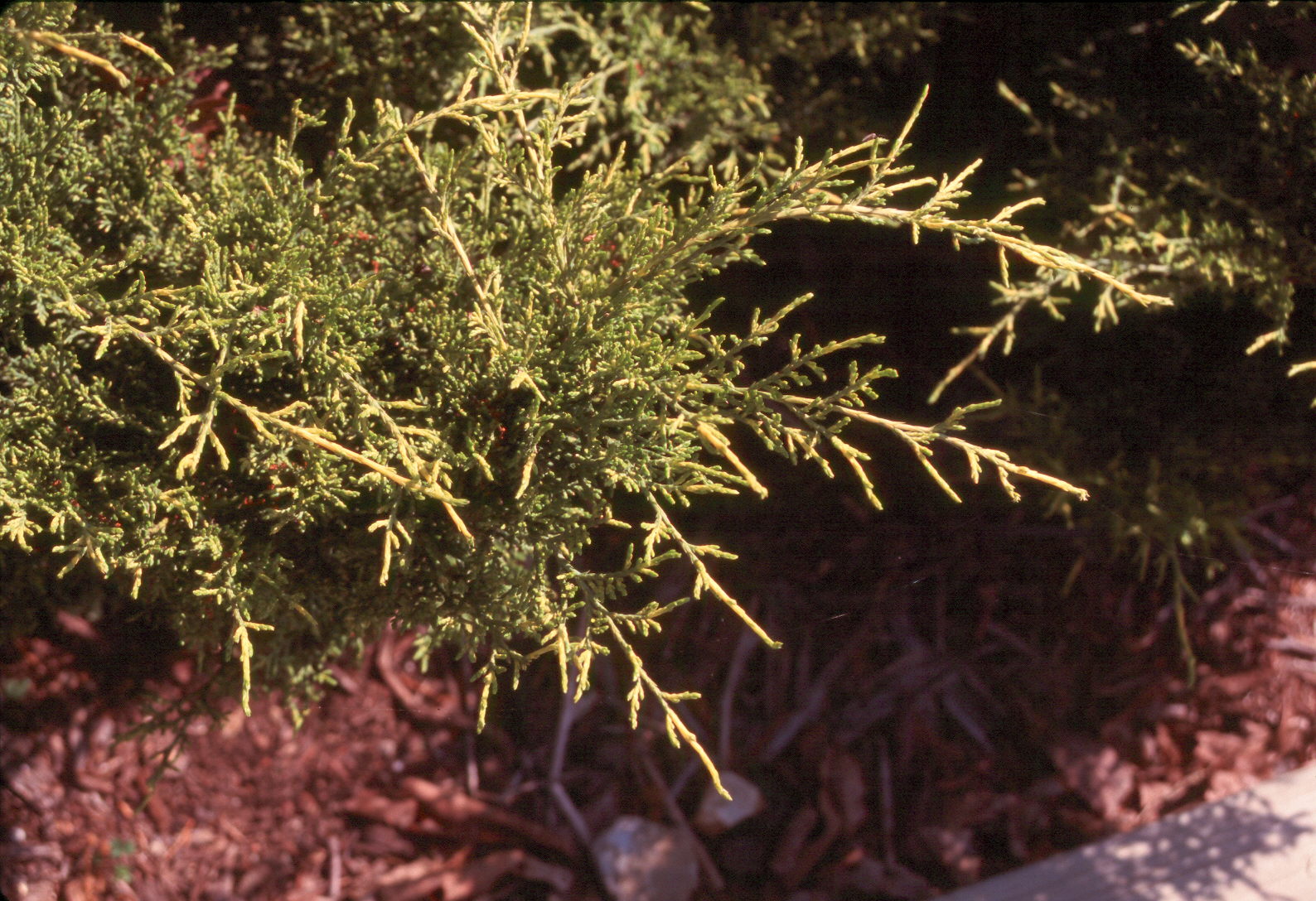 Juniperus chinensis 'Pfitzeriana Aurea'  / Juniperus chinensis 'Pfitzeriana Aurea' 